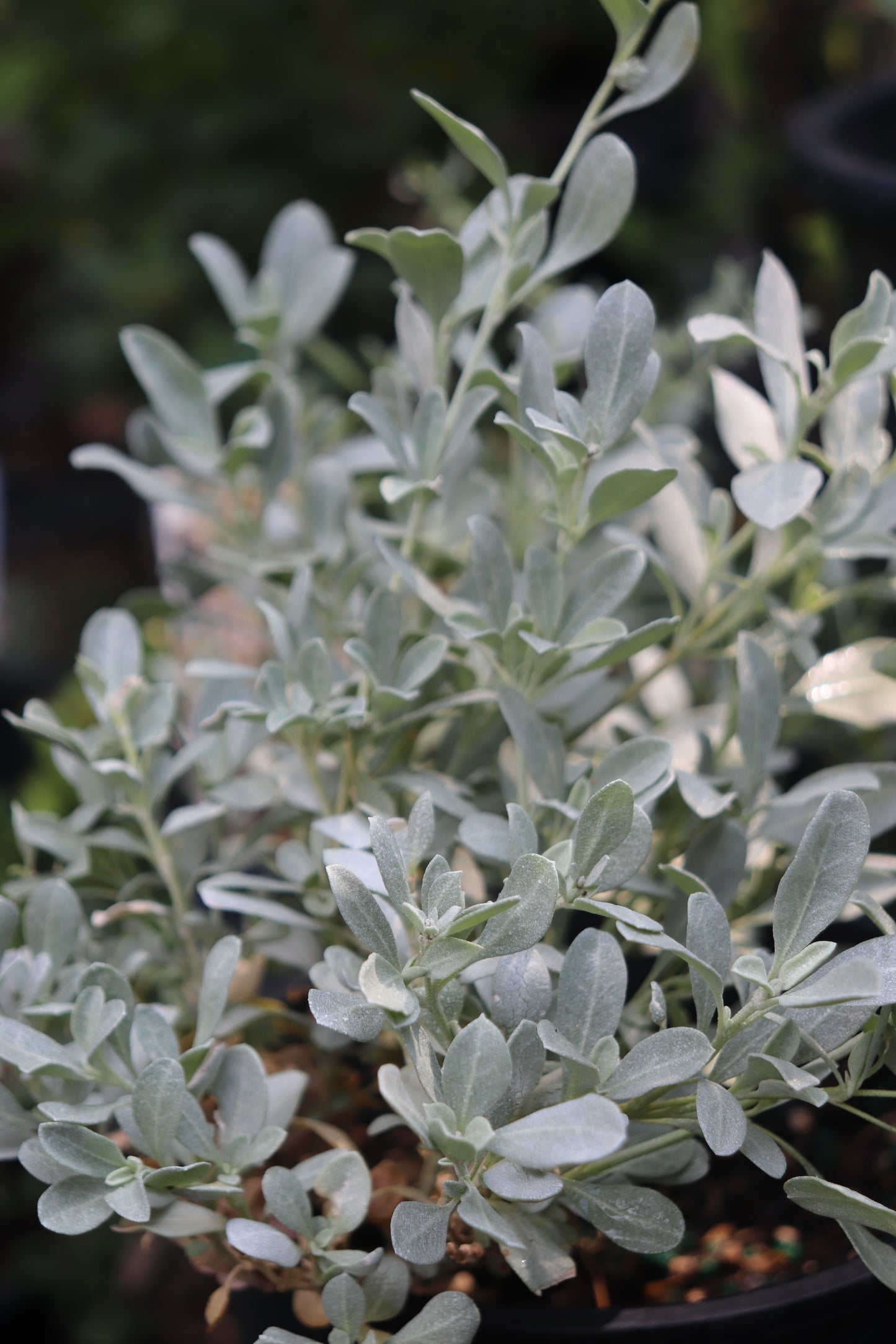 *RETAIL - Atriplex gardneri