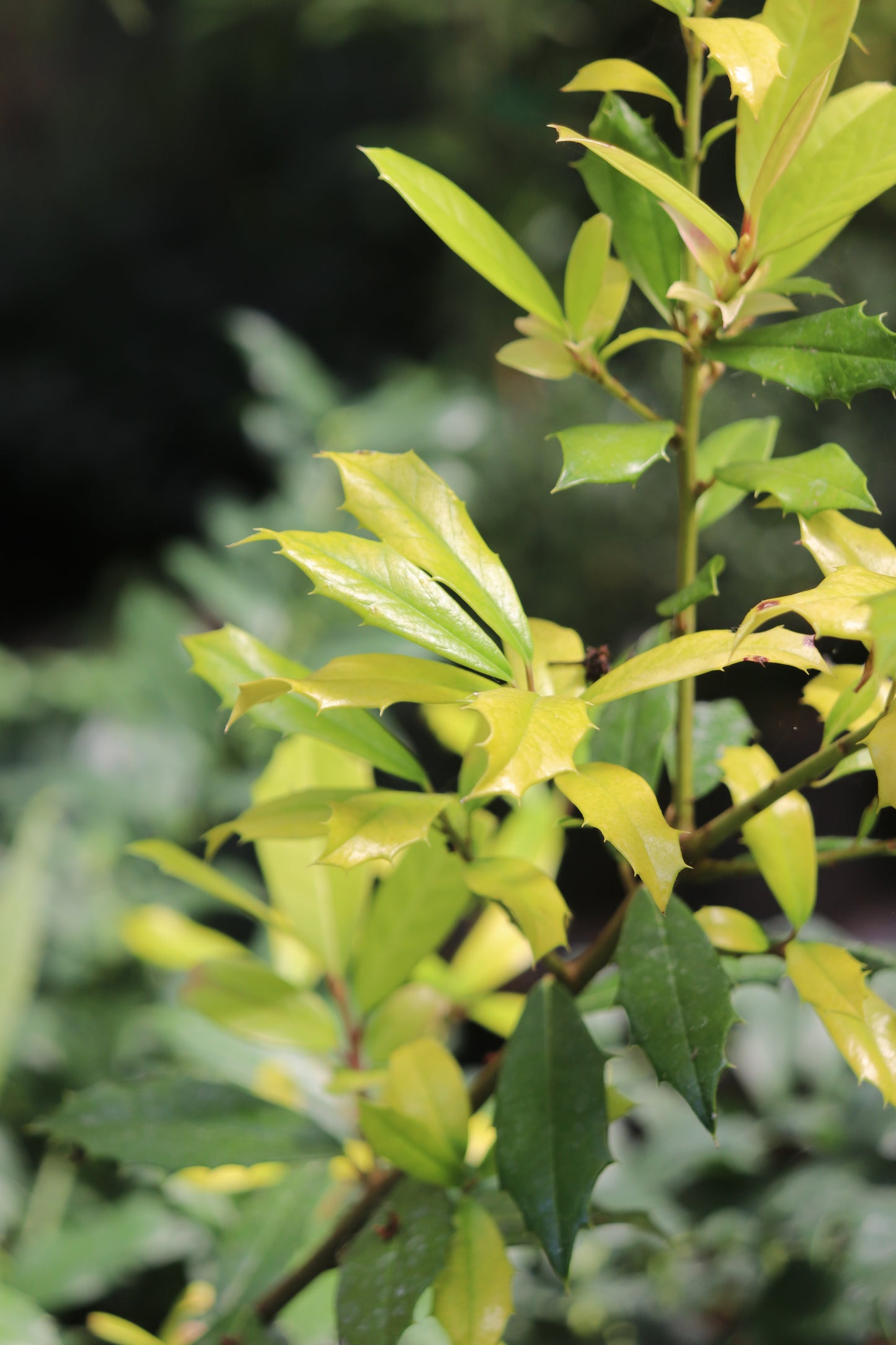 Ilex x attenuata 'Sunny Foster'