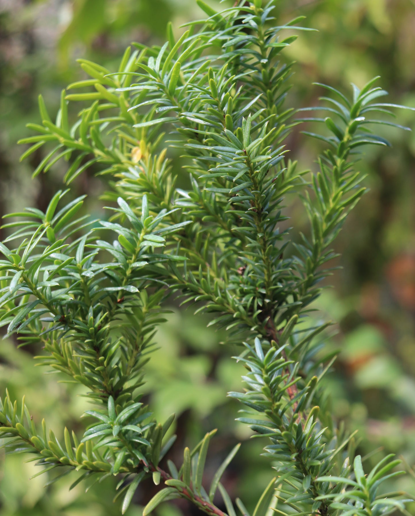 *RETAIL - Taxus x media 'Hicksii'