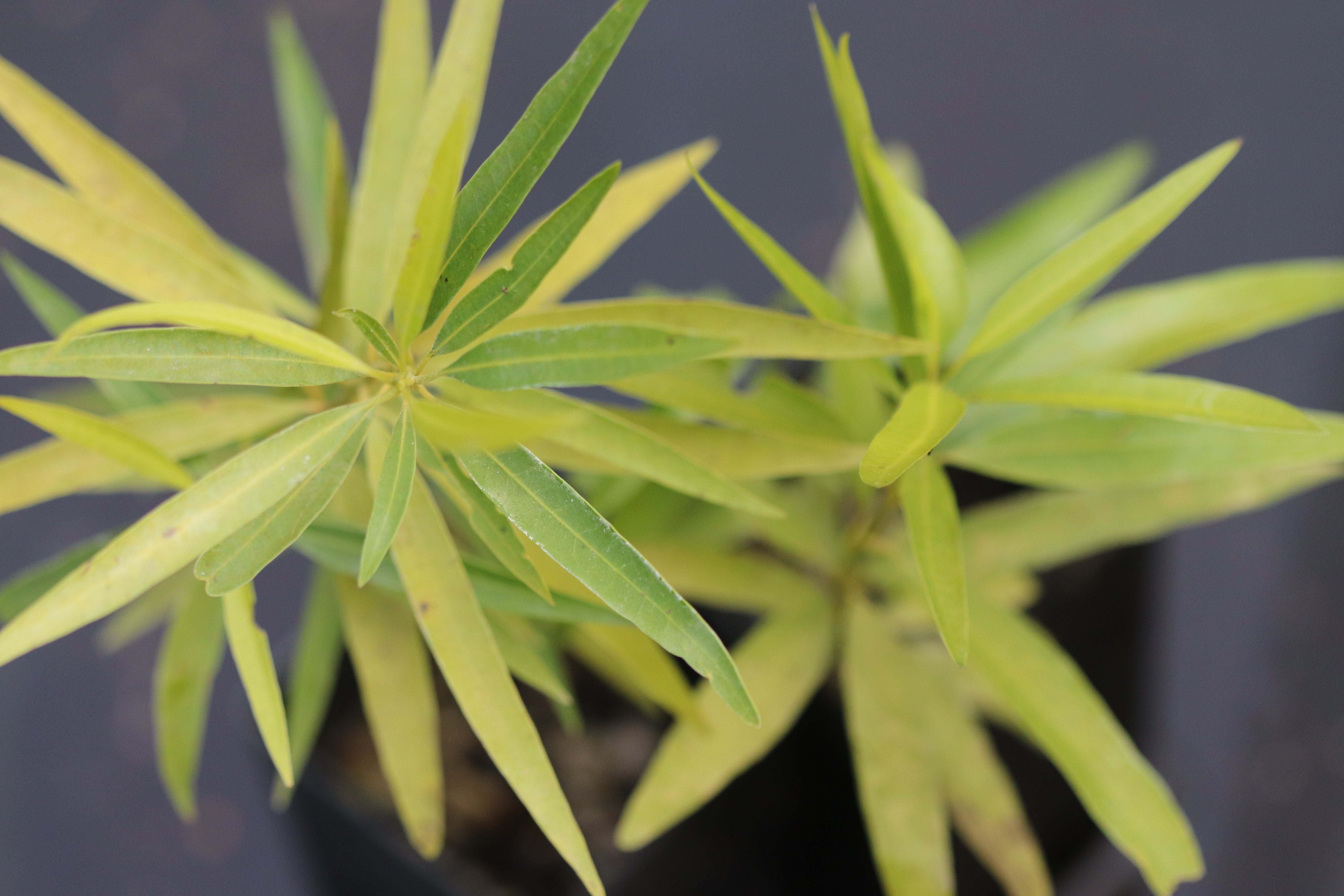 Nectandra salicifolia Cistus Nursery