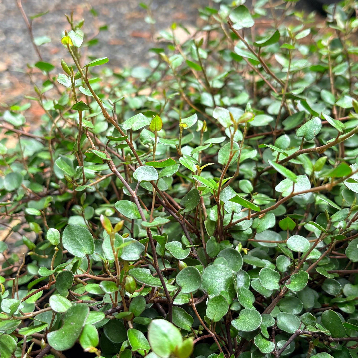 *RETAIL - Muehlenbeckia complexa 'Big Leaf'