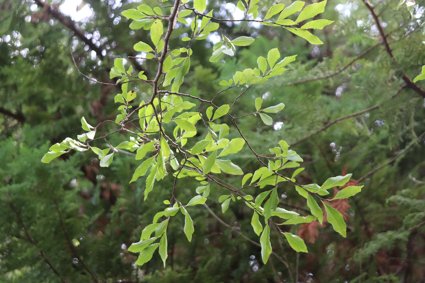 *RETAIL - Ulmus parvifolia '11th Avenue'