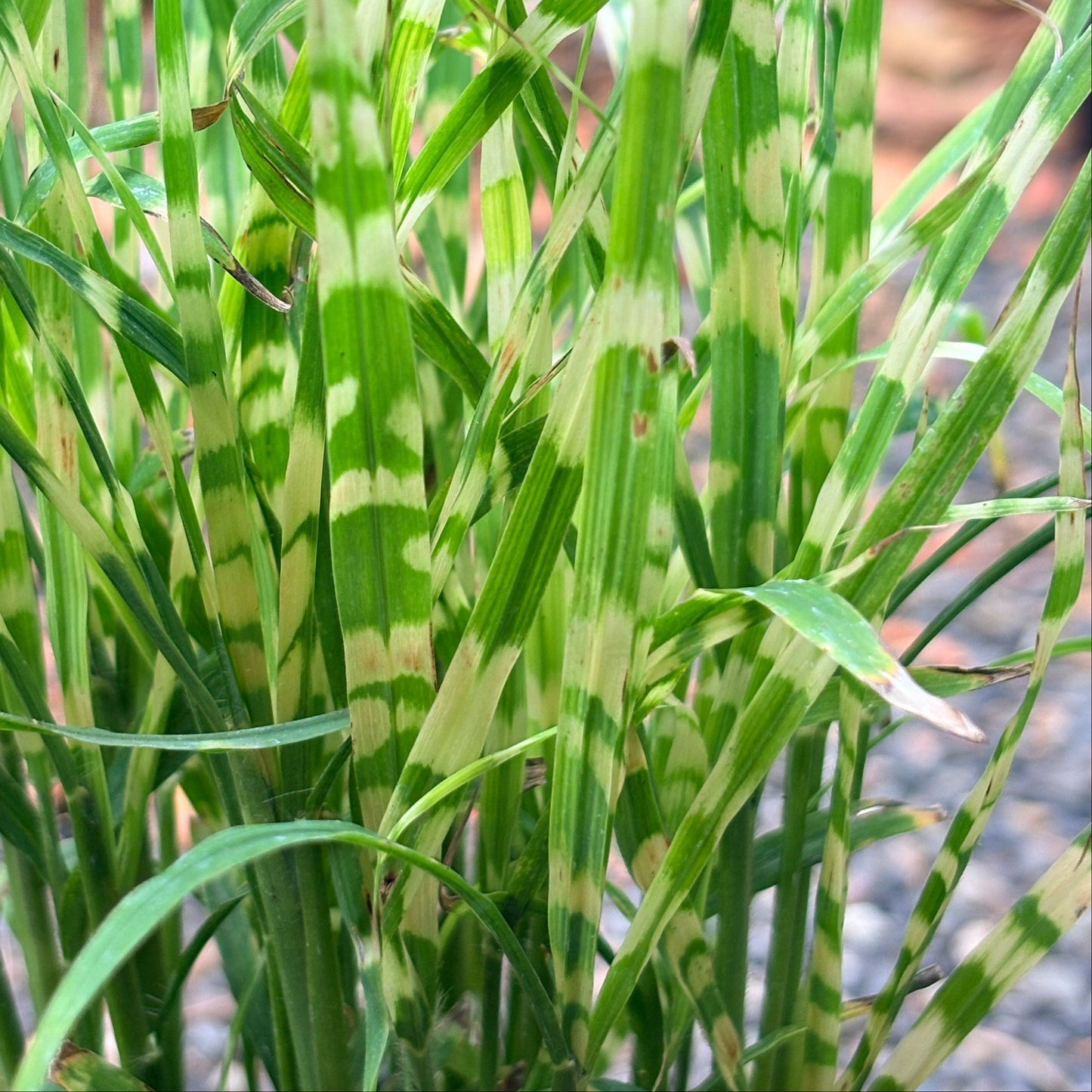 *RETAIL - Miscanthus sinensis 'Gold Bar'