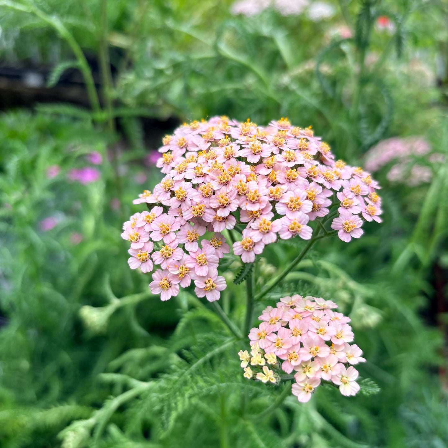 *RETAIL - Achillea millefolium 'Colorado'