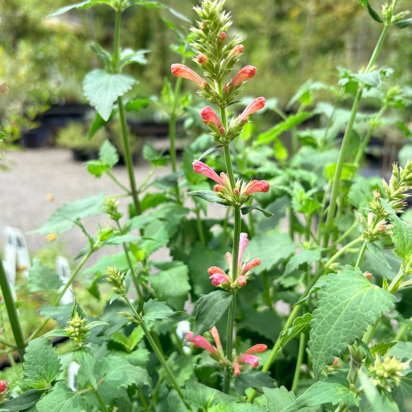 *RETAIL - Agastache 'Pink Pearl'