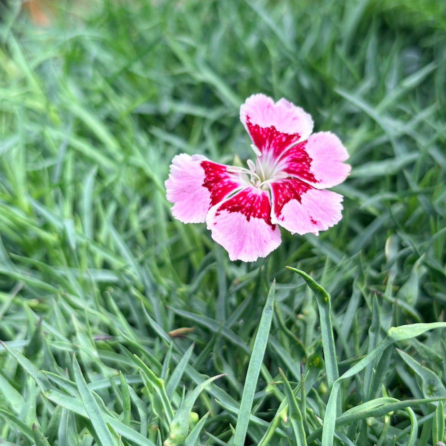 *RETAIL - Dianthus gratianopolitanus 'Spotty'