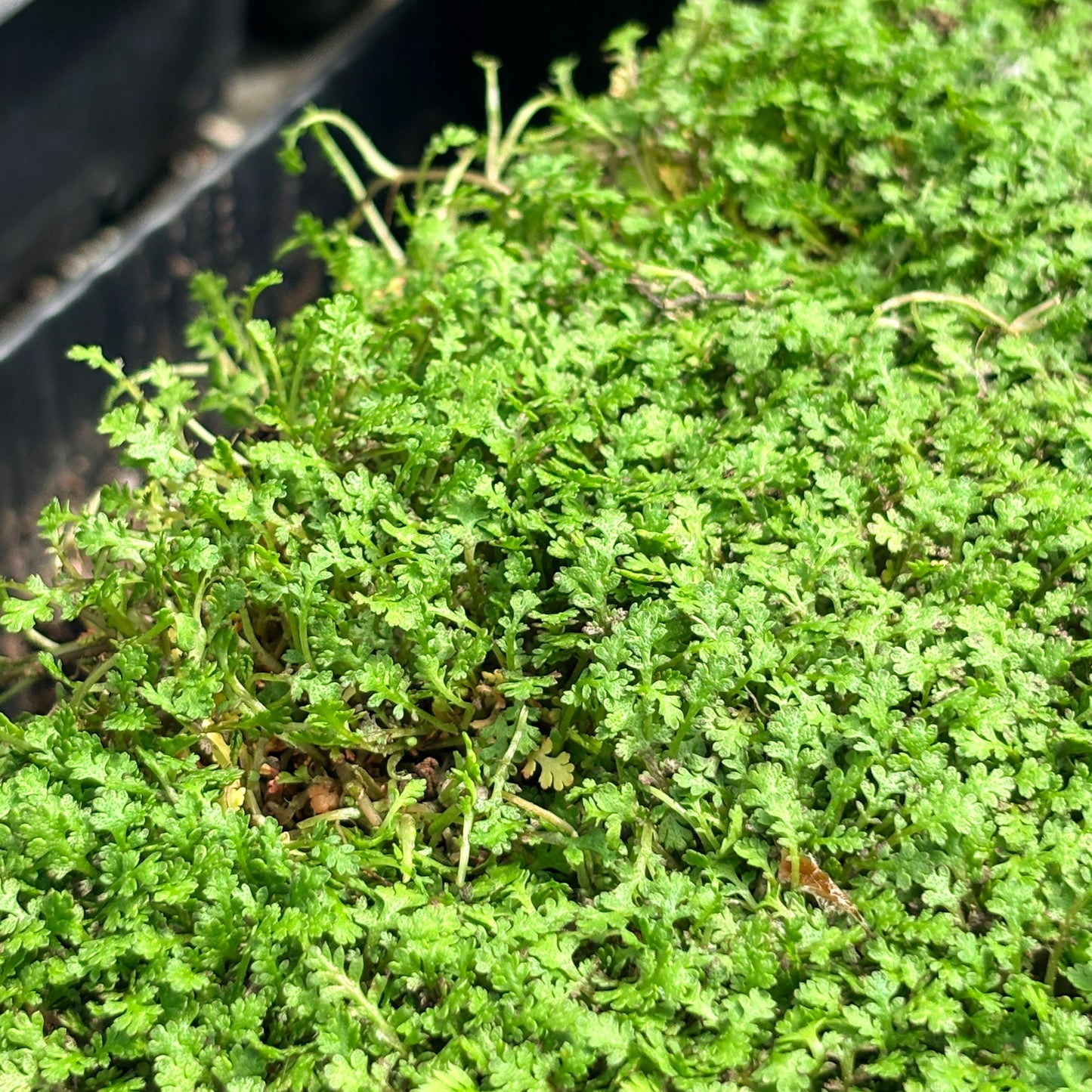 *RETAIL - Leptinella gruveri