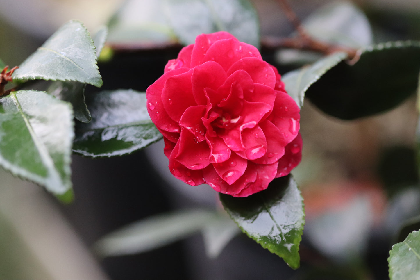 *RETAIL - Camellia sasanqua 'Purple Haze'