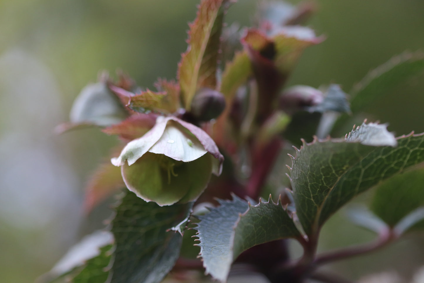 *RETAIL - Helleborus x sternii