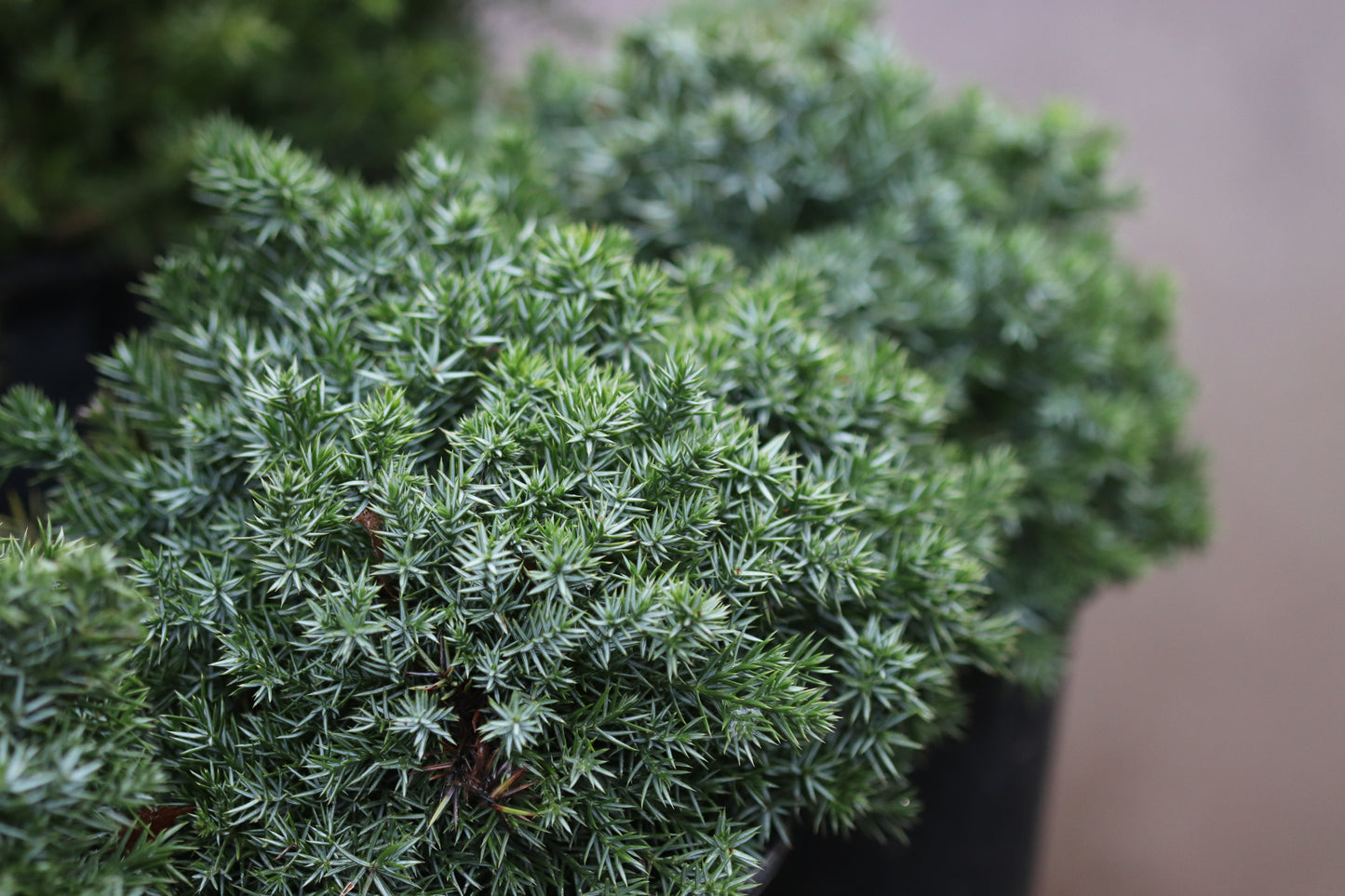 *RETAIL - Juniperus communis 'Punnett's Hedgehog'