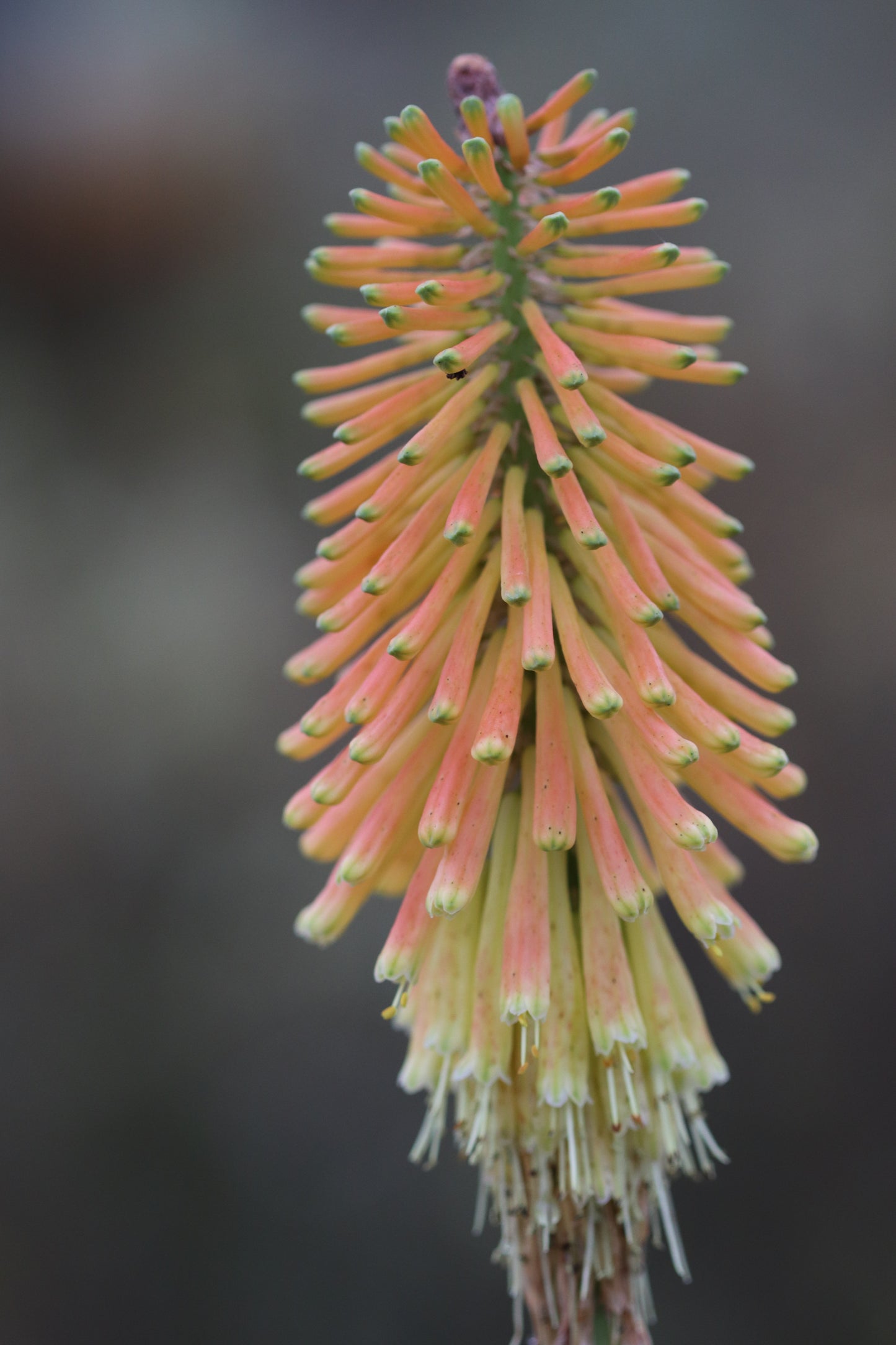 Kniphofia 'Christmas Cheer'