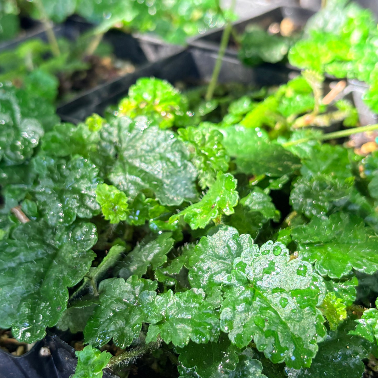 *RETAIL - Mitella ovalis
