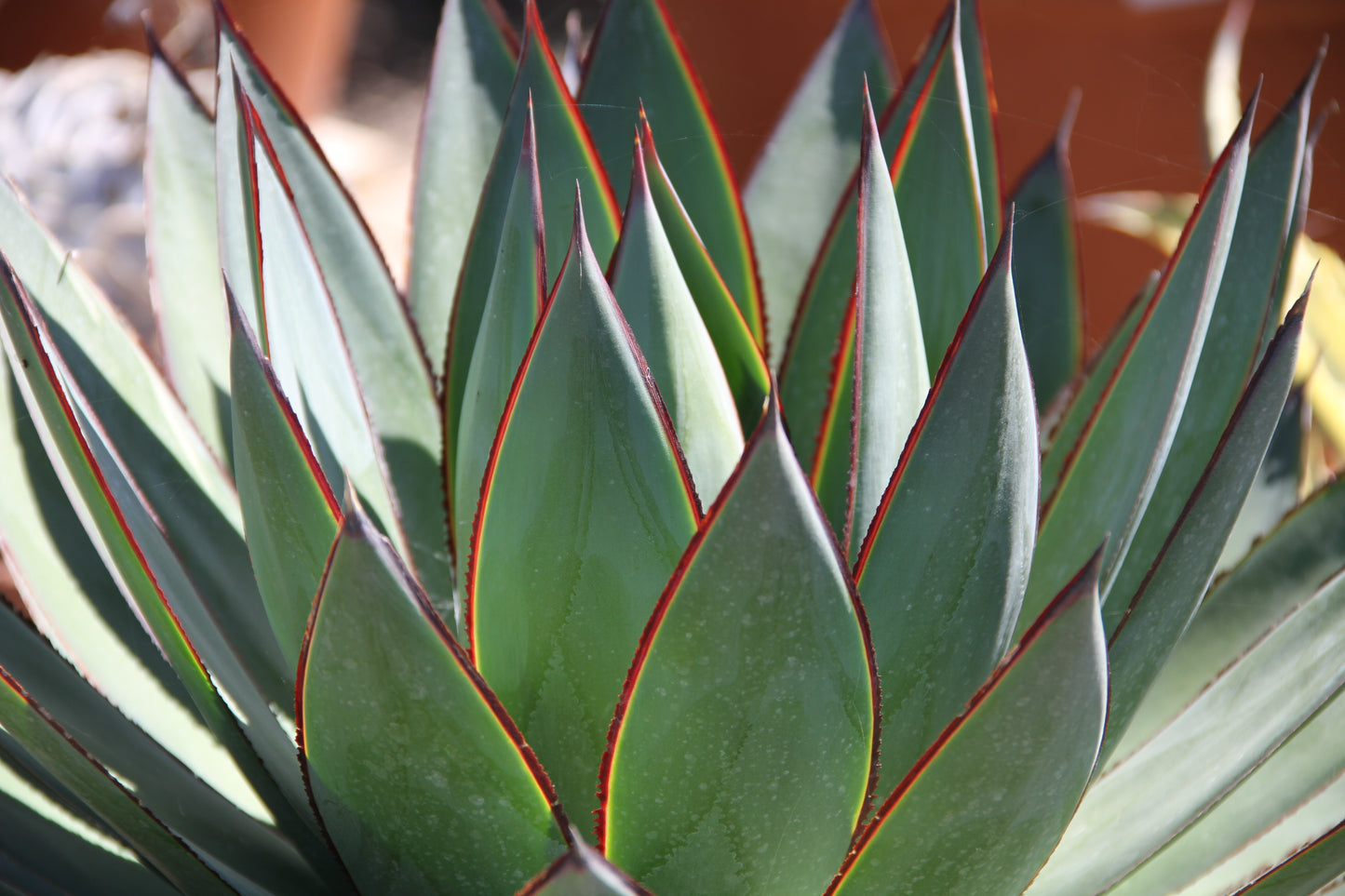 *RETAIL - Agave 'Blue Glow'