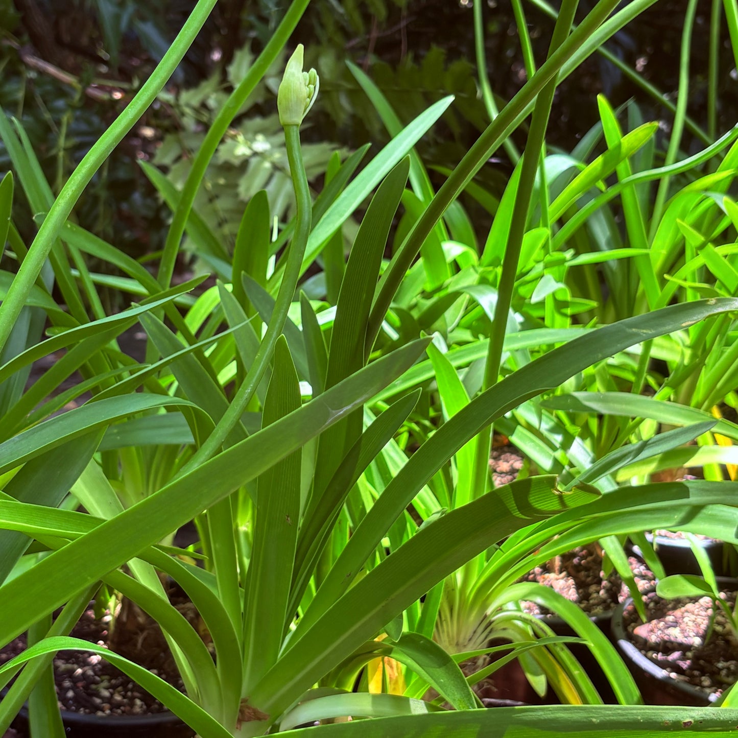 *RETAIL - Agapanthus 'Big White'