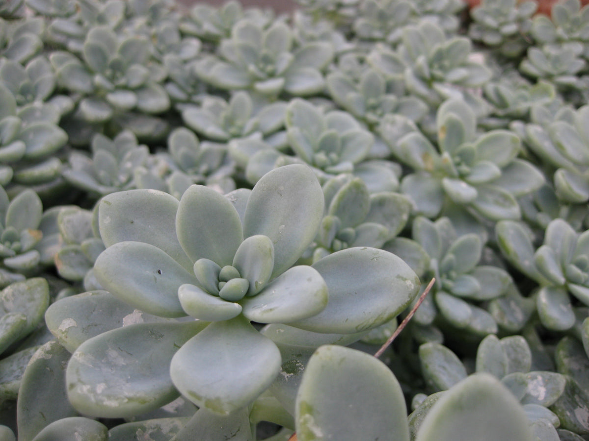 *RETAIL - Sedum clavatum