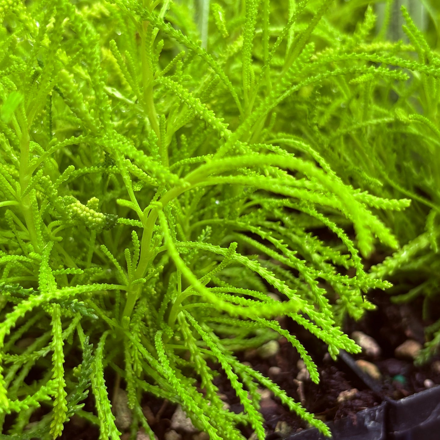 *RETAIL - Santolina virens 'Lemon Fizz'