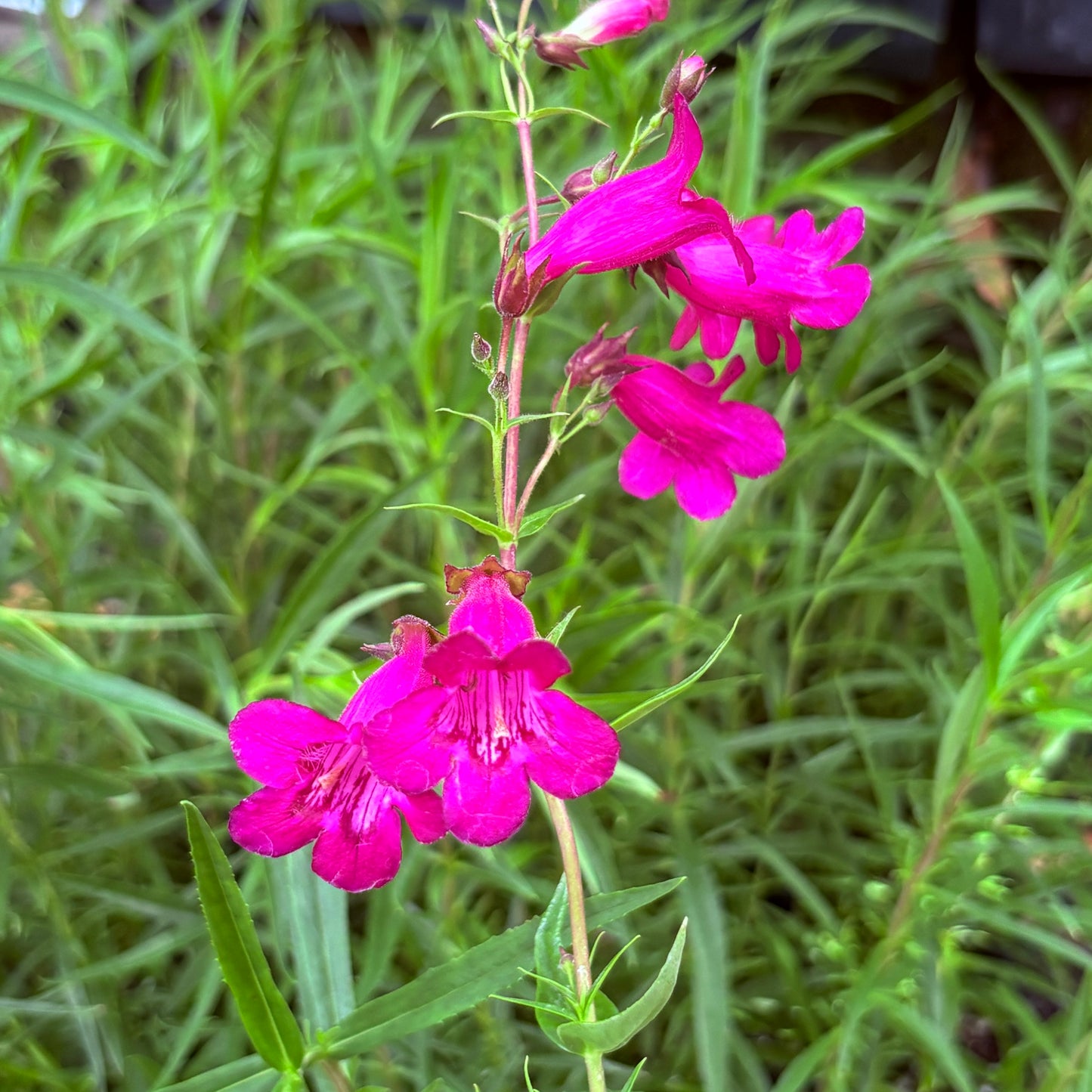 *RETAIL - Penstemon 'Geoff Hamilton'