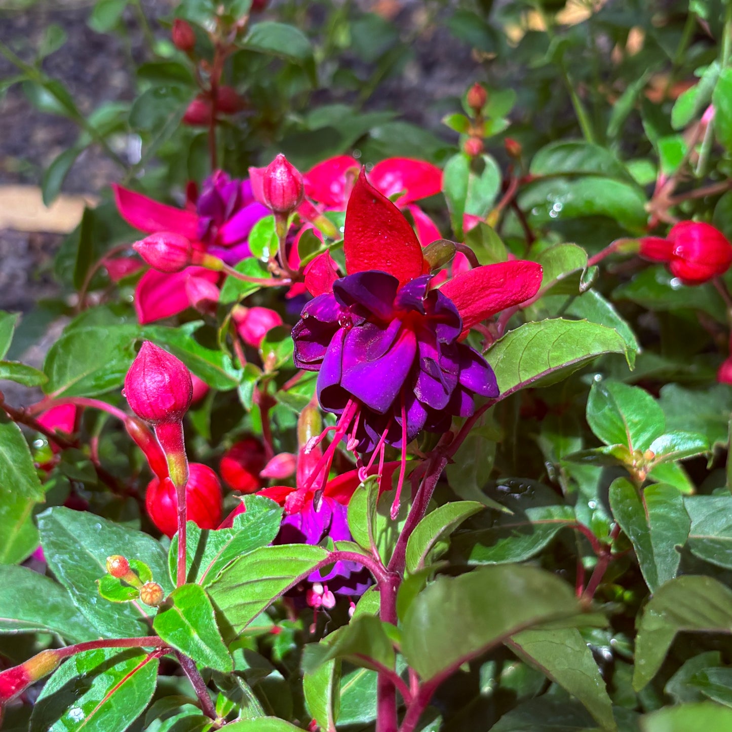 *RETAIL - Fuchsia 'Dollar Princess'