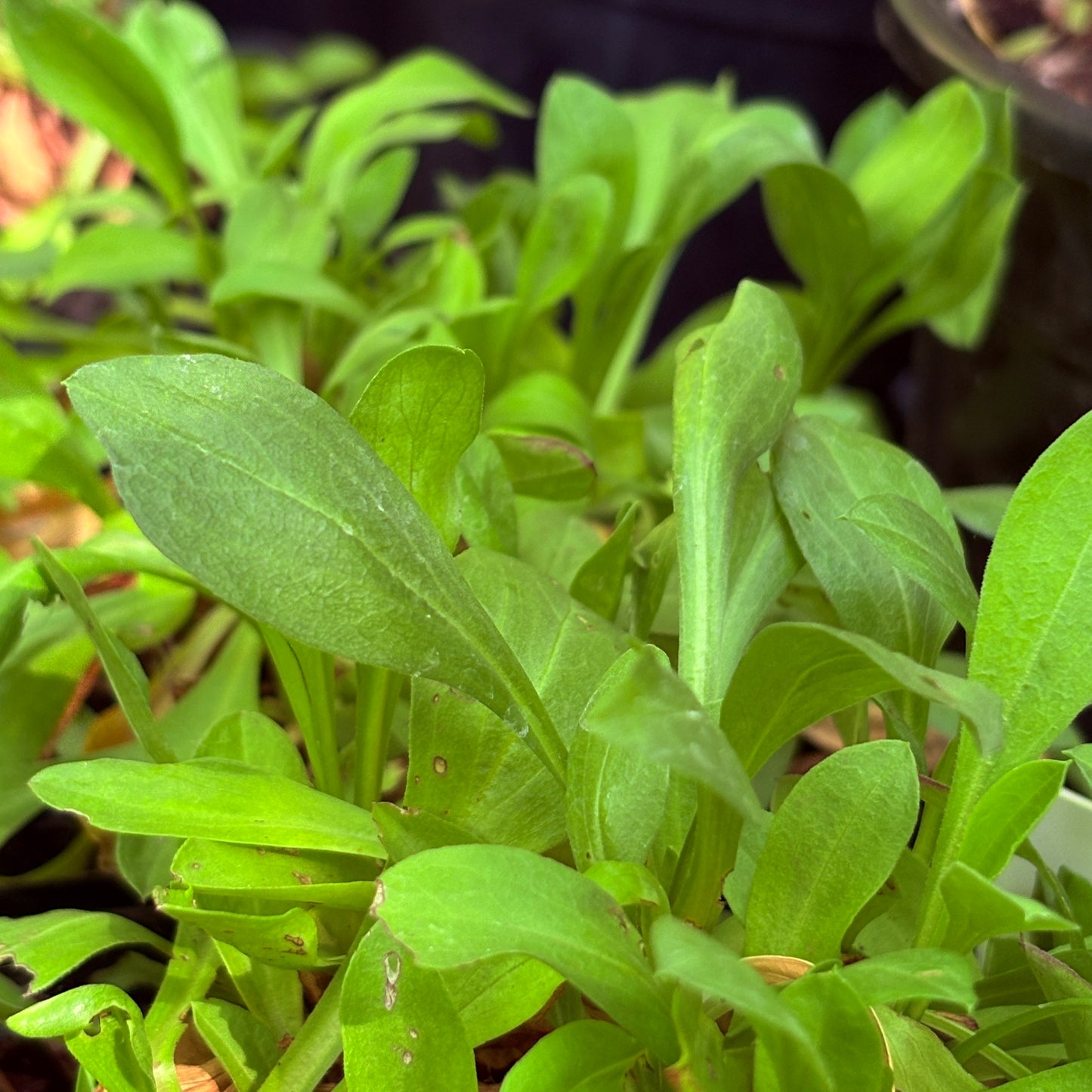 *RETAIL - Erigeron speciosus - Joy Creek selection