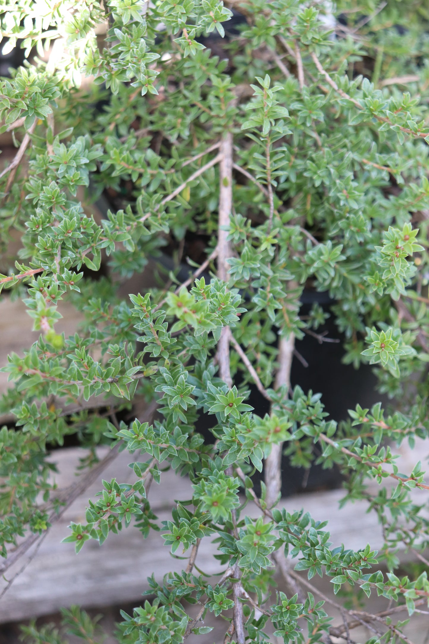*RETAIL - Kunzea muelleri