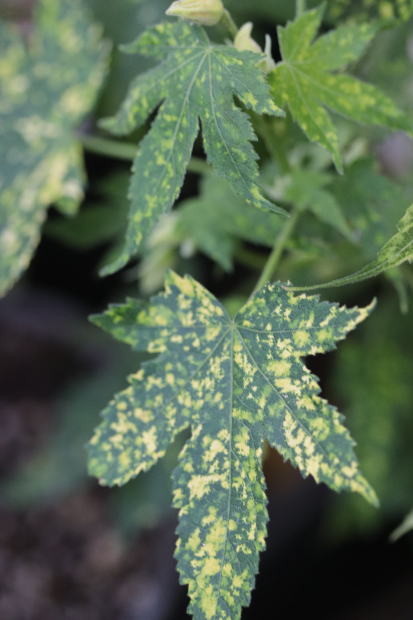 *RETAIL - Abutilon 'Bill's Variegated Salmon