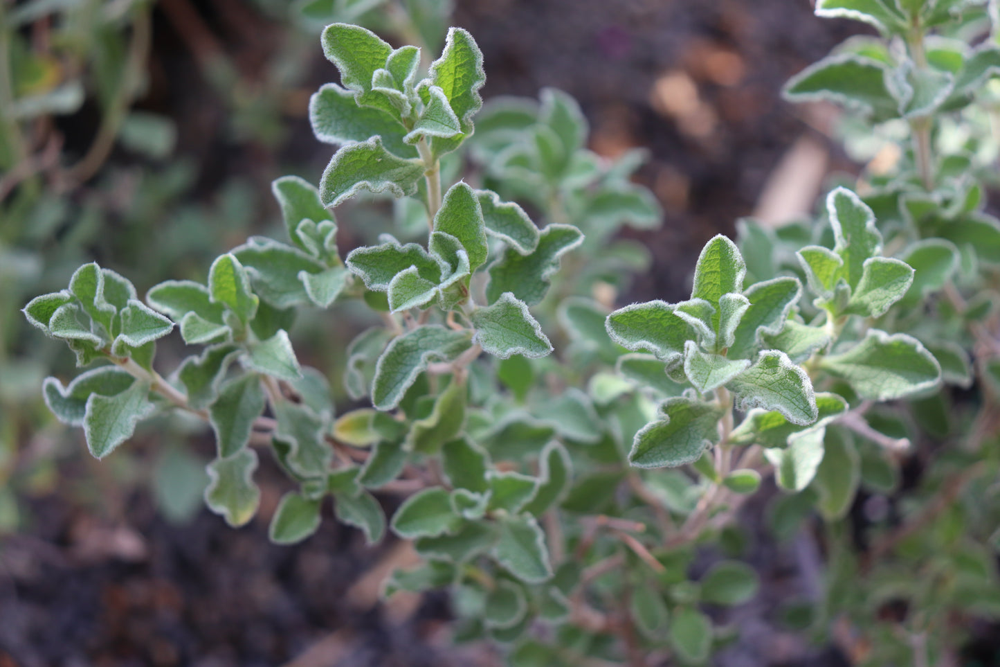 *RETAIL - Cistus creticus