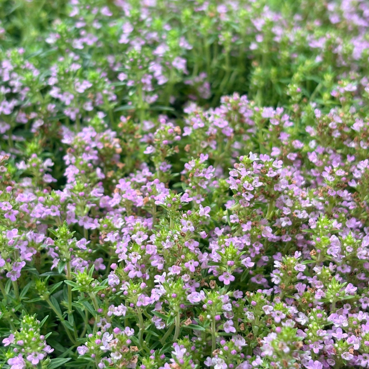 *RETAIL - Thymus x 'Lemon Pincushion'