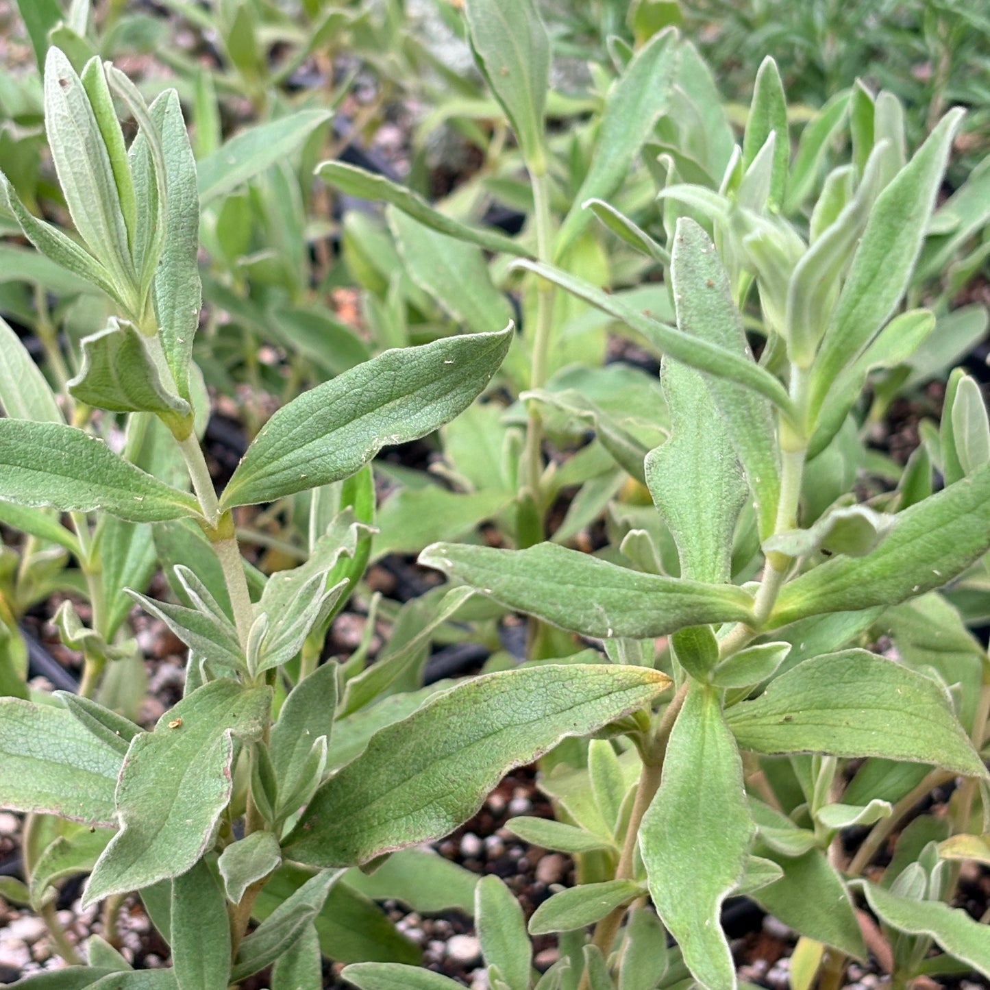 *RETAIL - Cistus x bornetianus 'Jester'