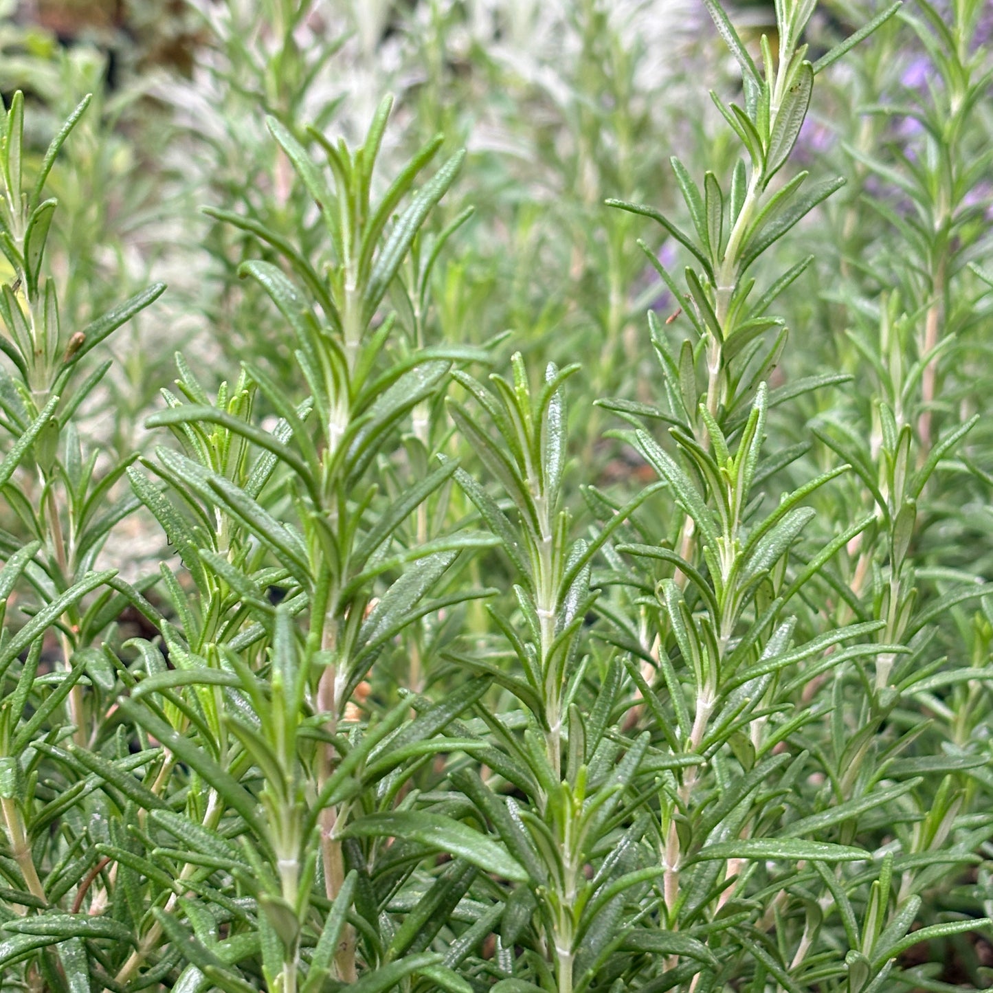 *RETAIL - Rosmarinus officinalis 'Barbeque'
