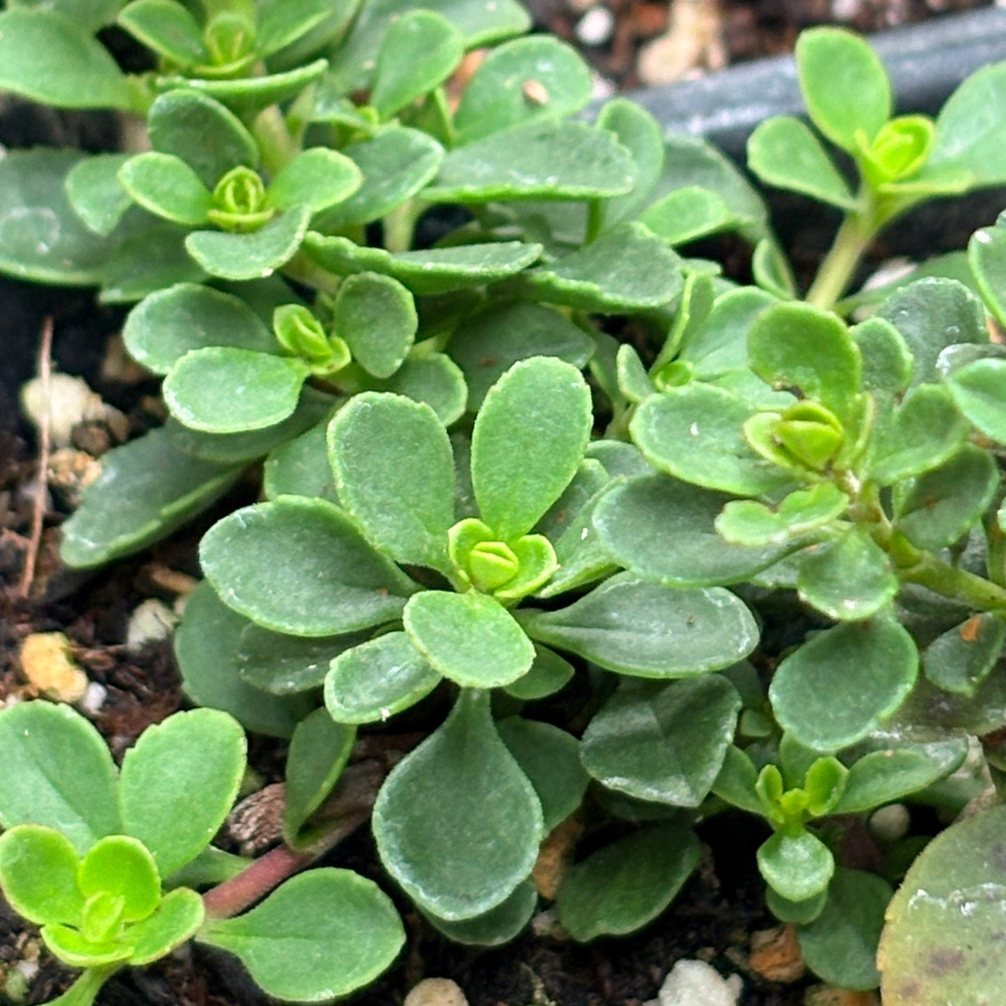 *RETAIL - Penstemon davidsonii