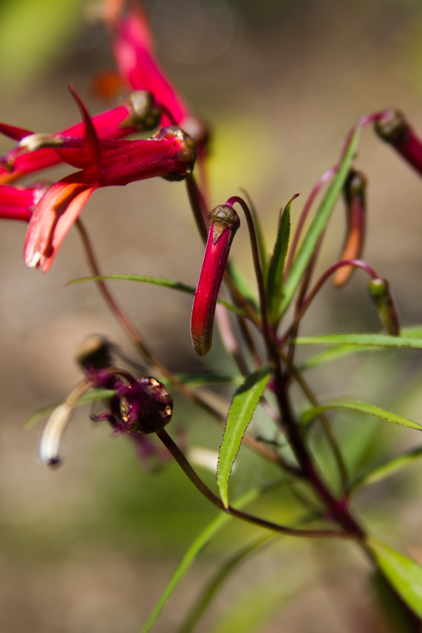 *RETAIL - Lobelia laxiflora
