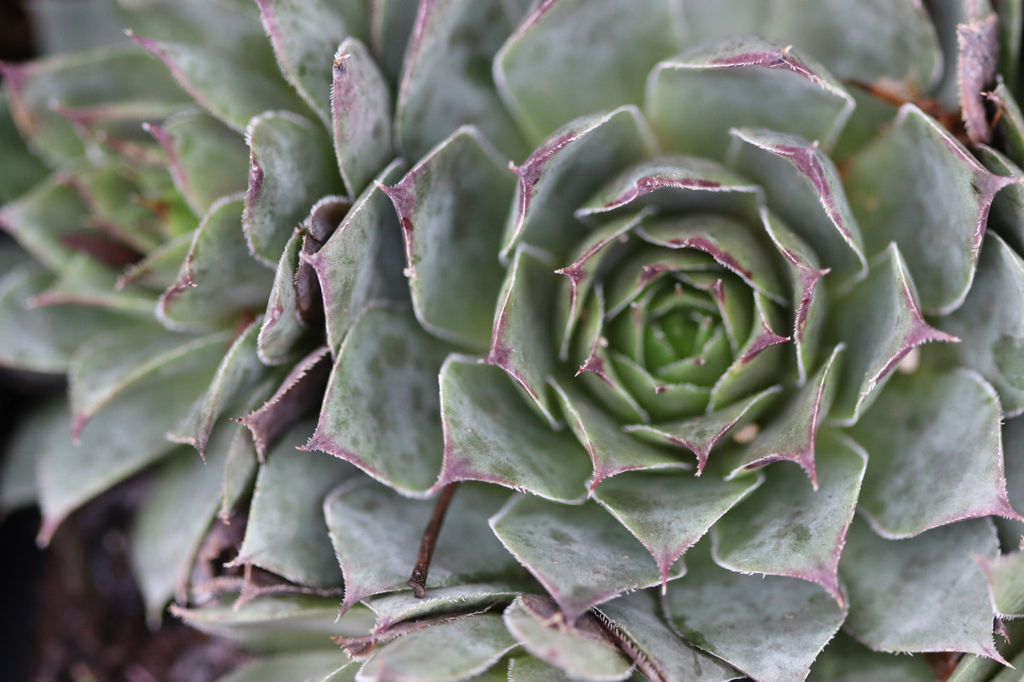 *RETAIL - Sempervivum 'Blue Boy'