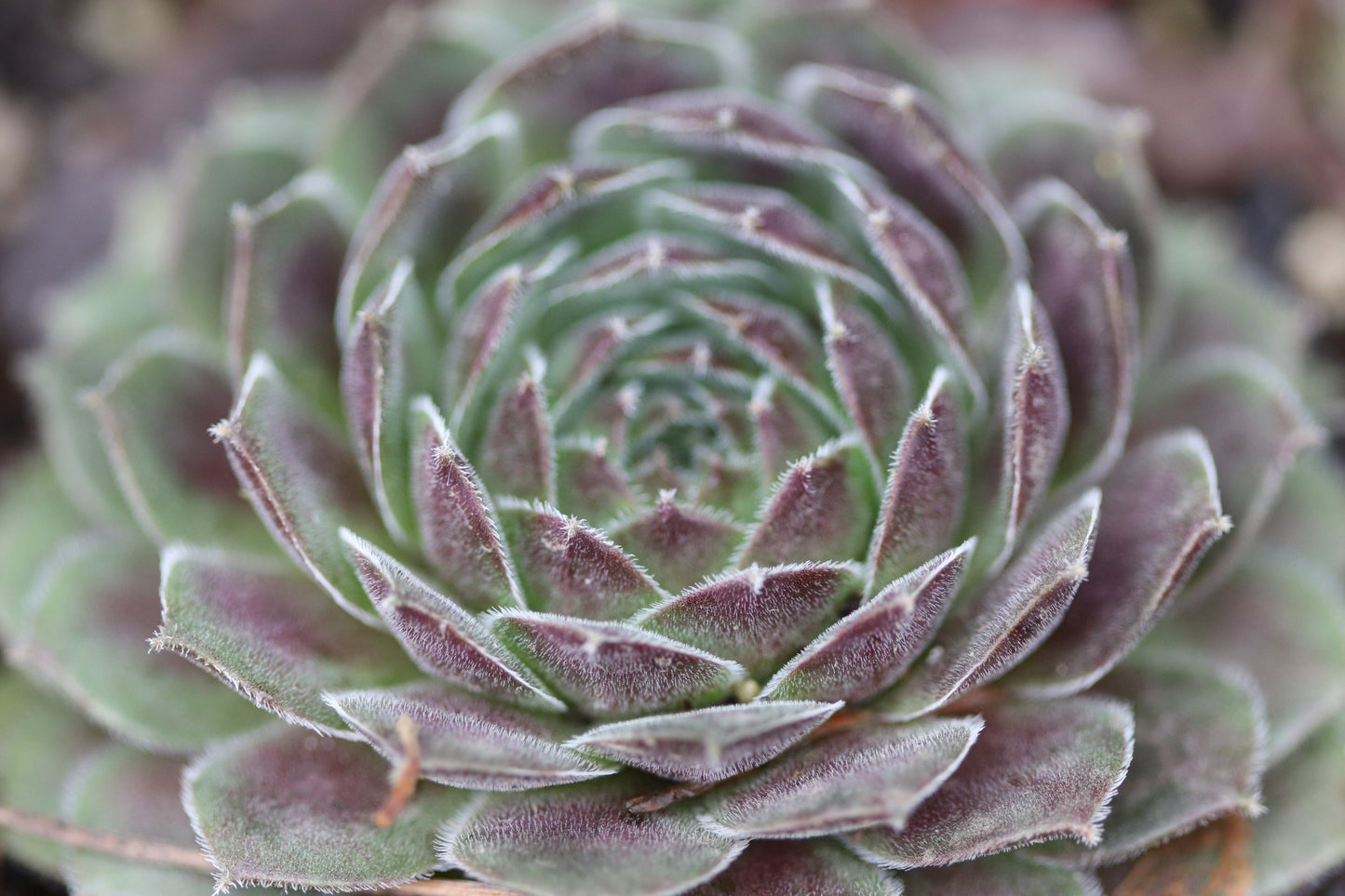 *RETAIL - Sempervivum 'Cold Fire'
