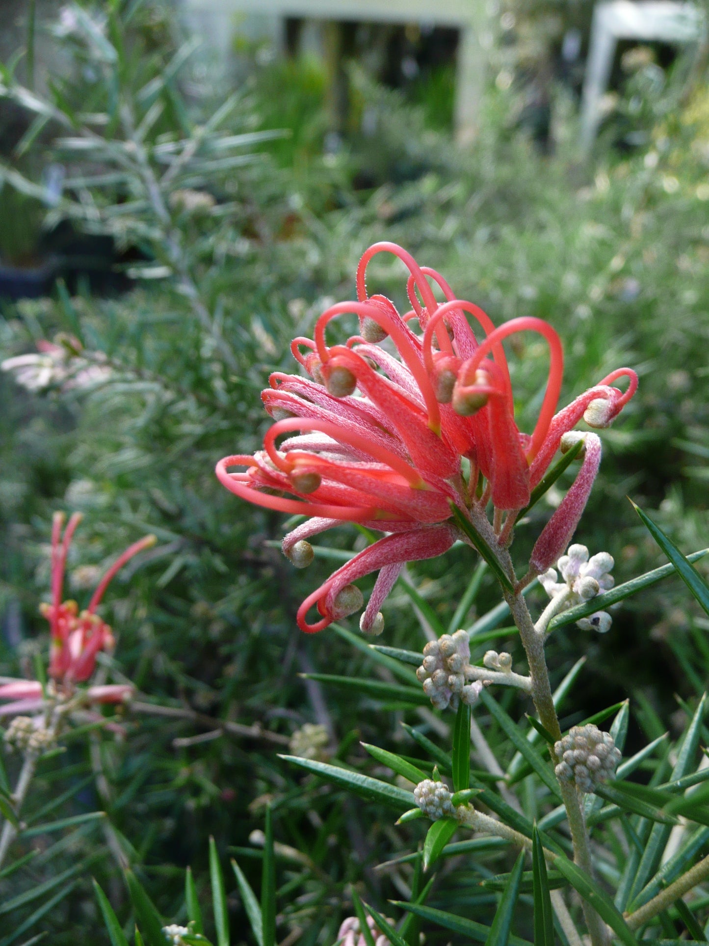 *RETAIL - Grevillea juniperina 'Lava Cascade'