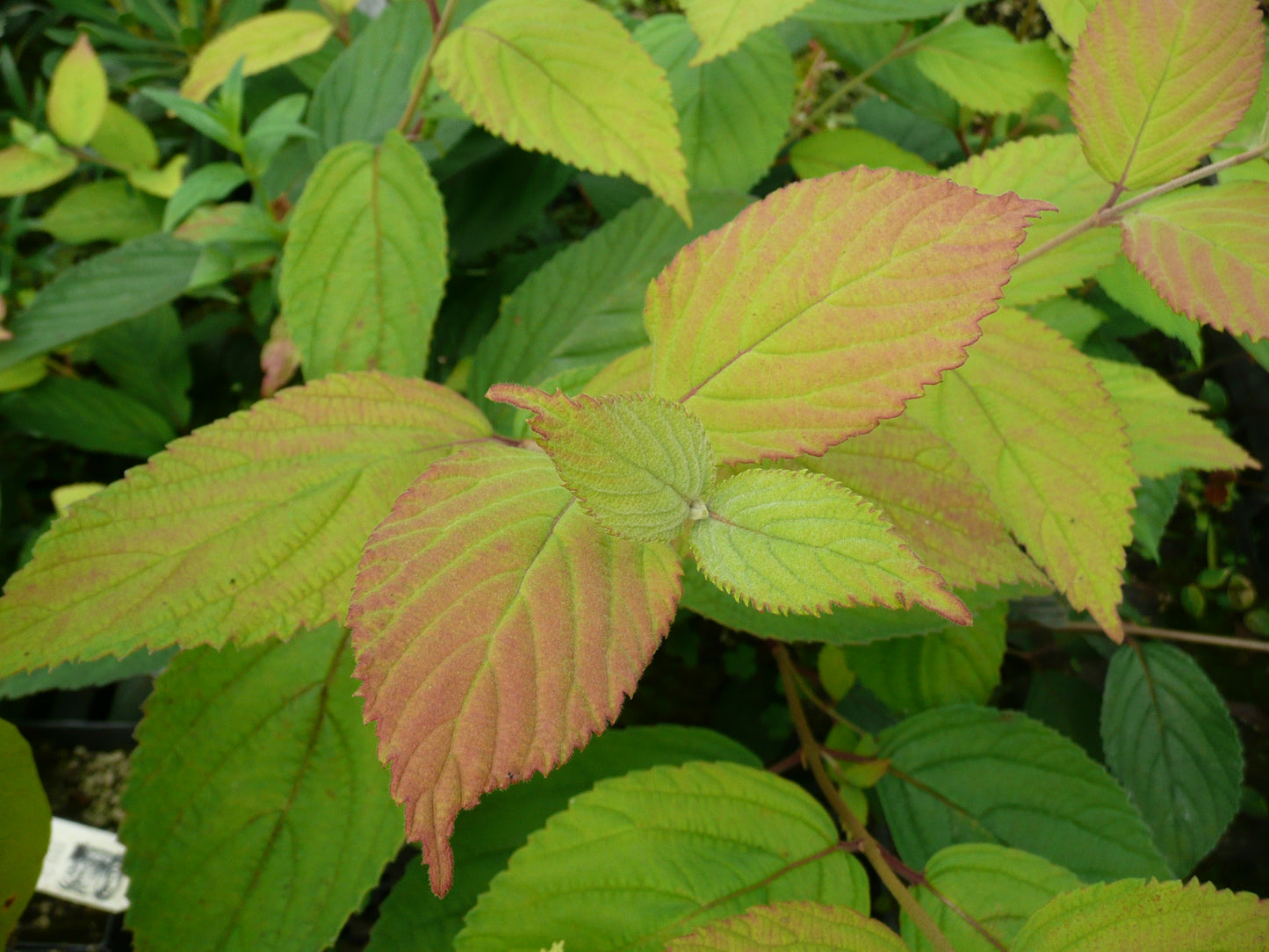 Viburnum plicatum f. tomentosum 'Cascade'