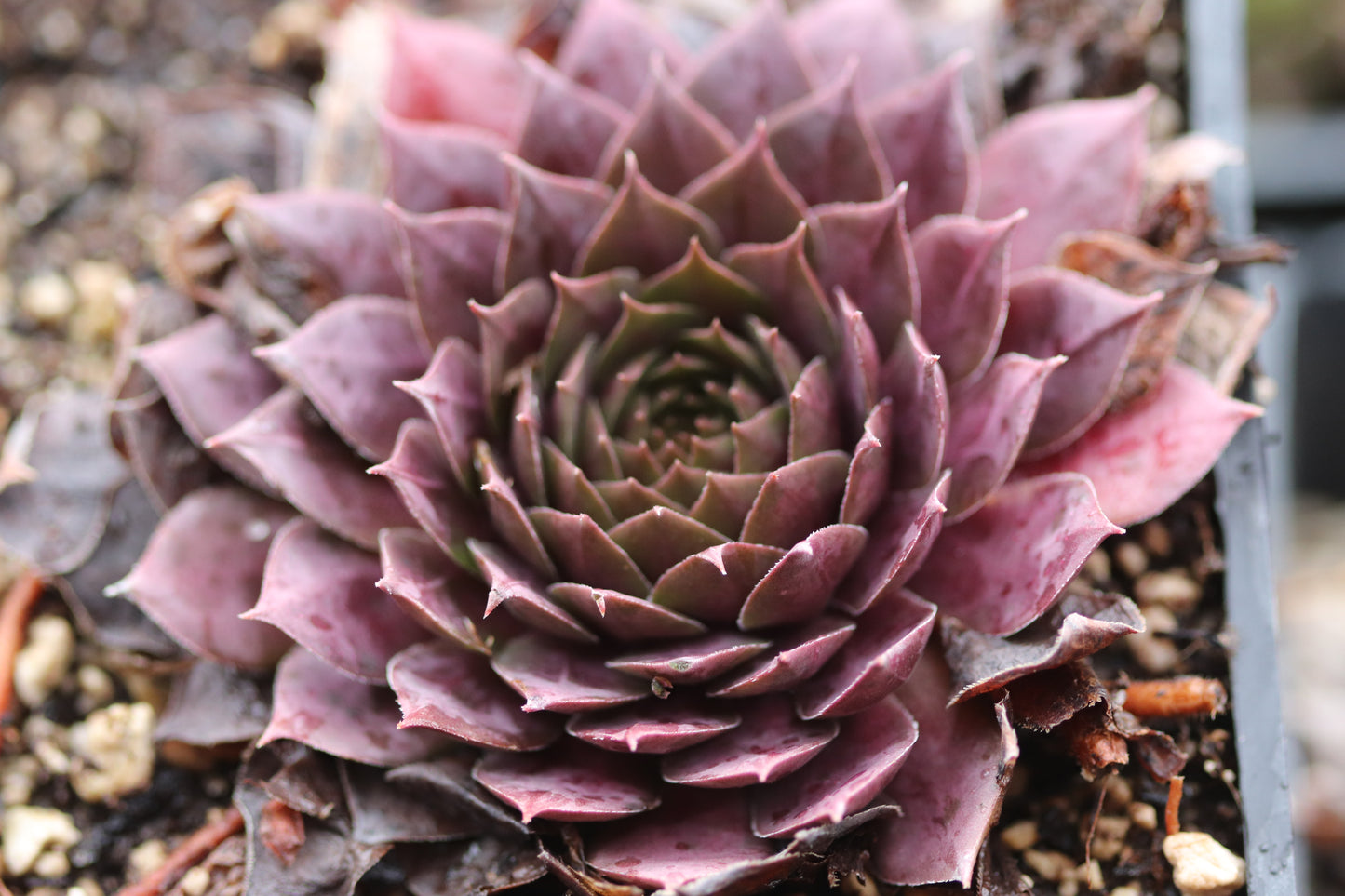 Sempervivum 'Theoden'