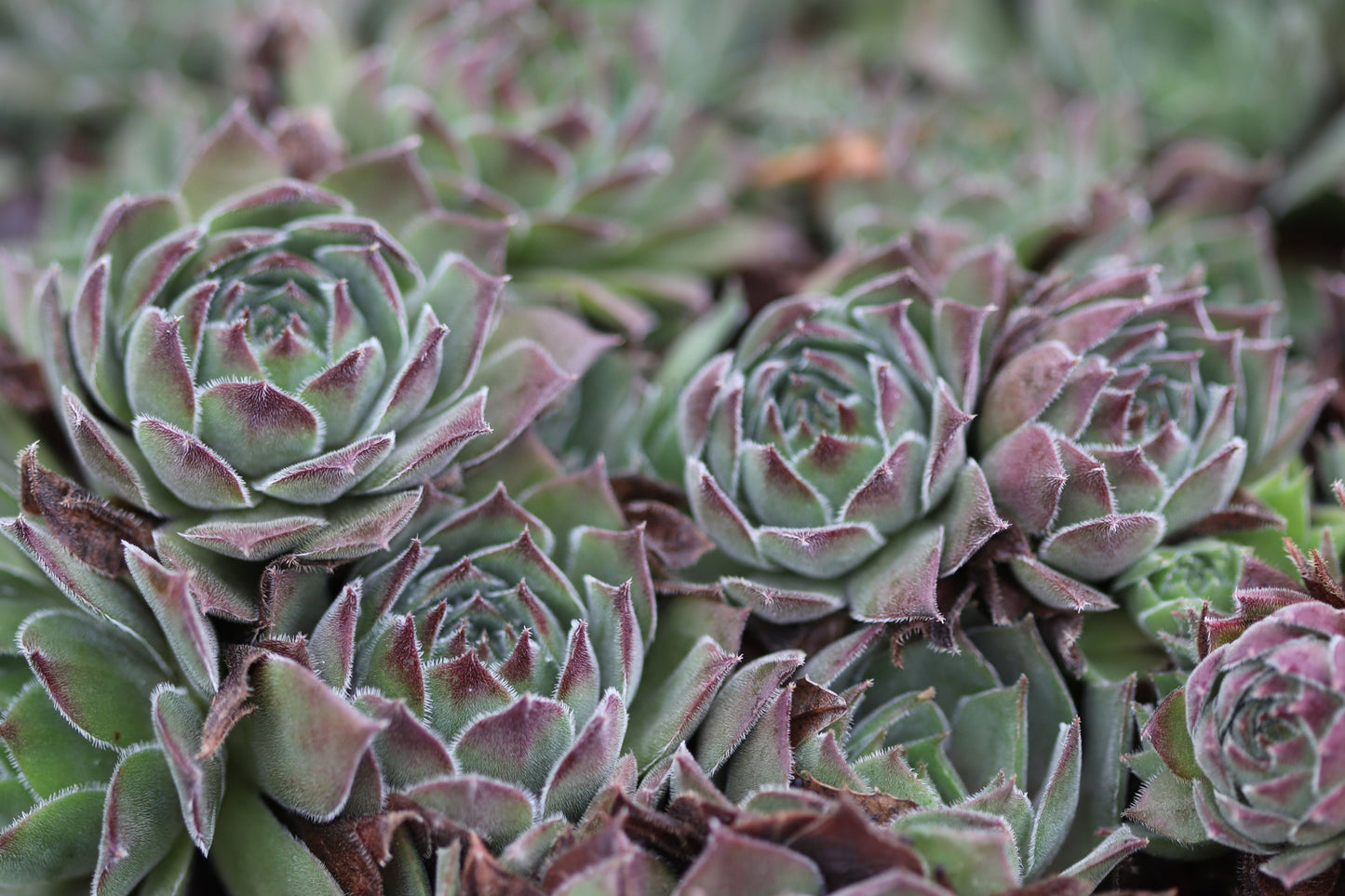 *RETAIL - Sempervivum 'Grey Dawn'