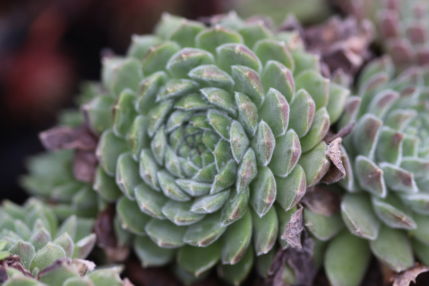 *RETAIL - Sempervivum 'Red Rum'