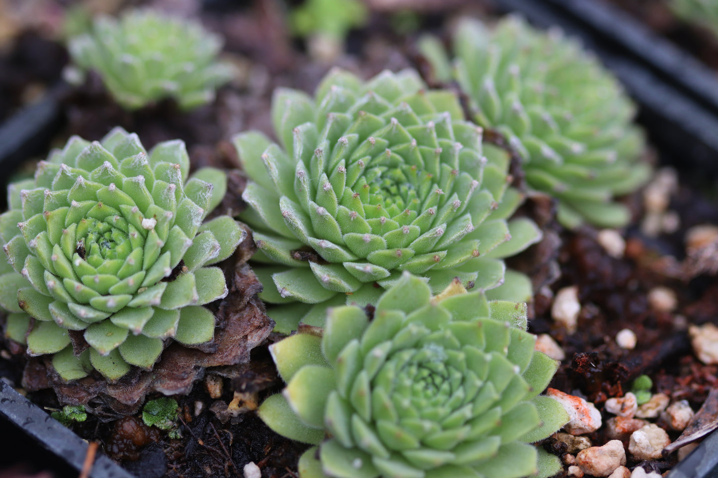 Sempervivum arachnoideum 'Stansfieldii'