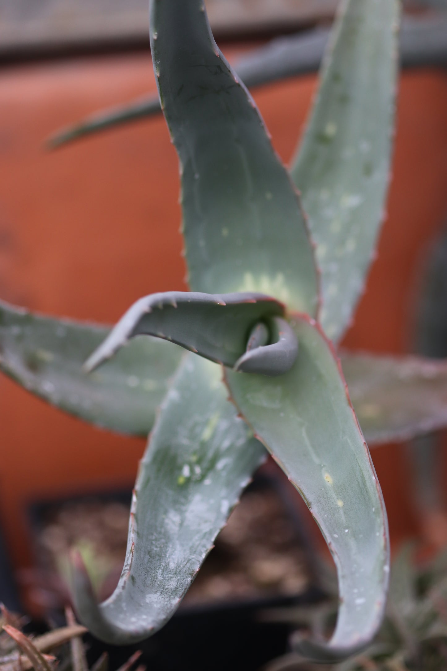 *RETAIL - Aloe rubroviolacea