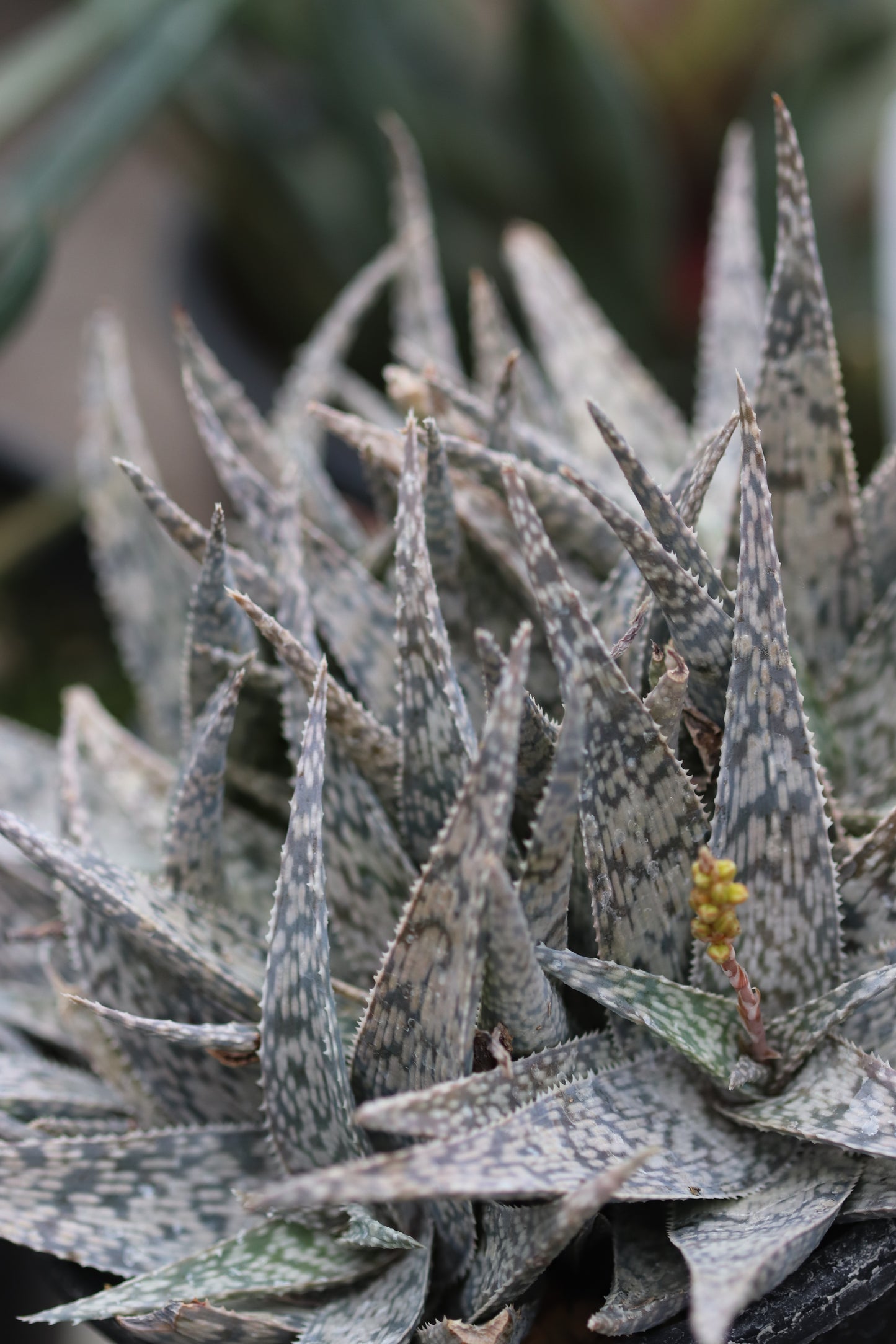 *RETAIL - Aloe 'White Fox'