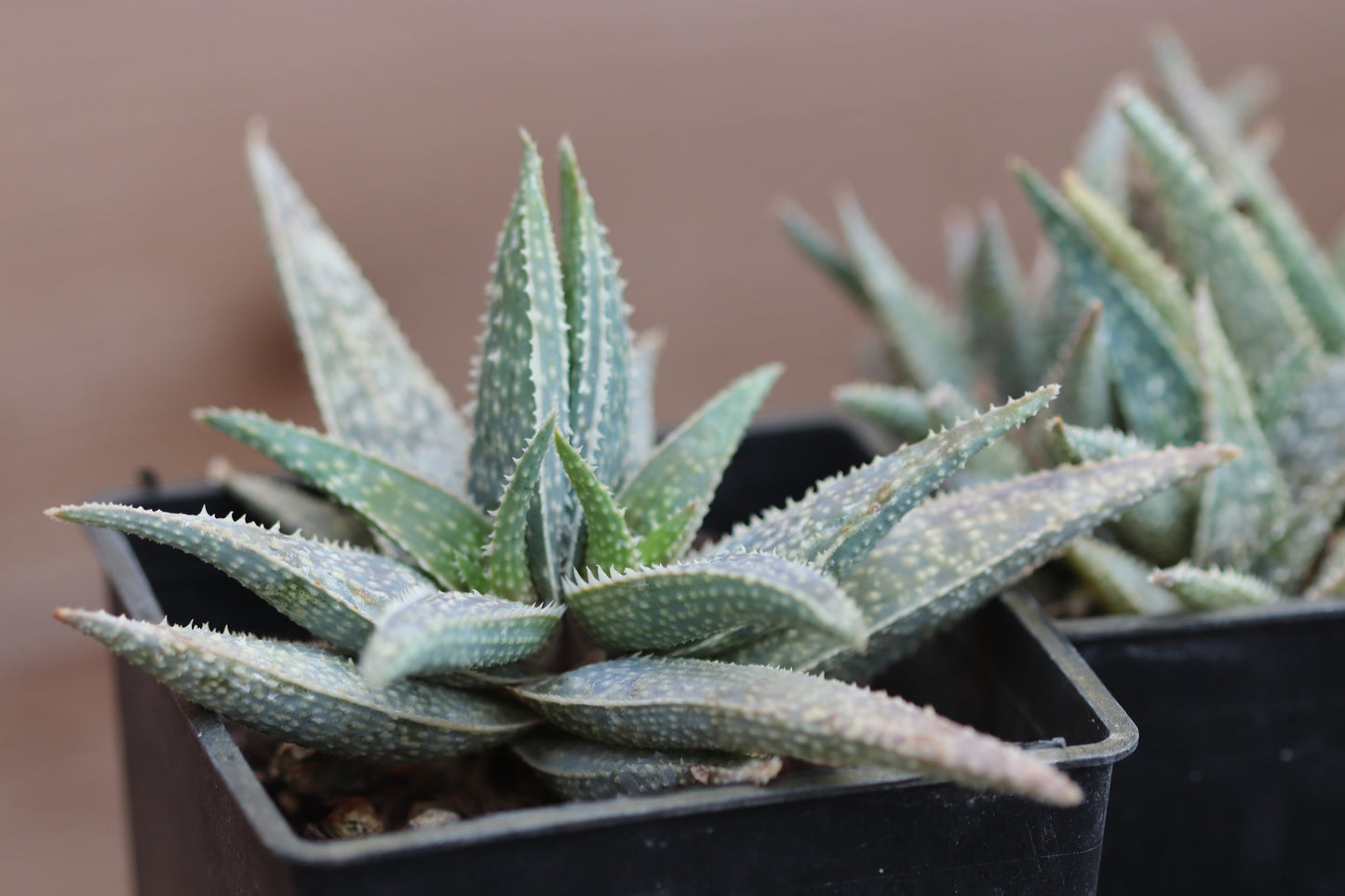 *RETAIL - Aloe 'Jimmy' ™