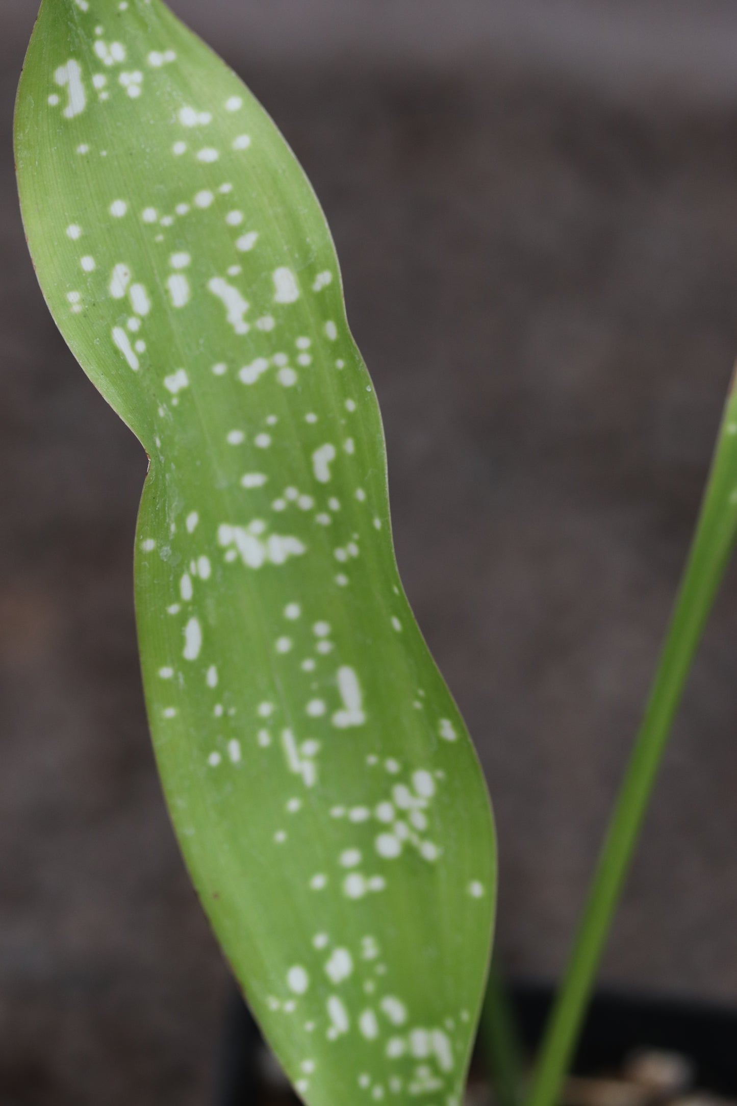 *RETAIL - Aspidistra aff. tonkinensis 'Gary Hammer'