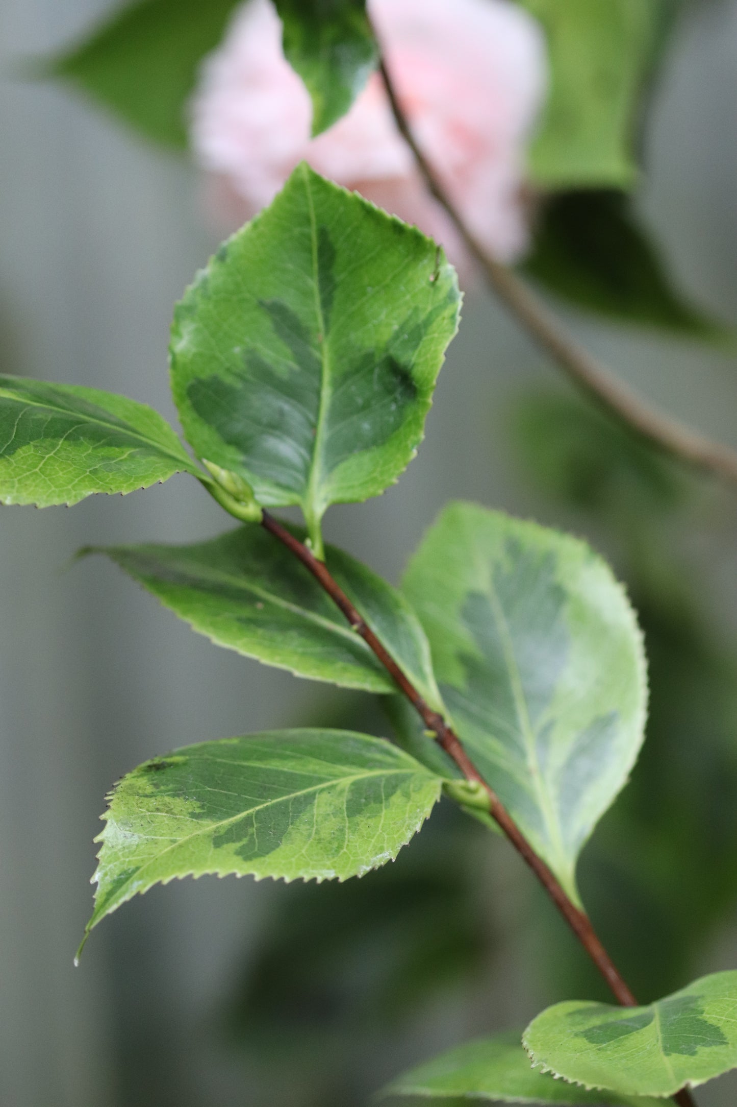 *RETAIL - Camellia 'Debutante Benton'