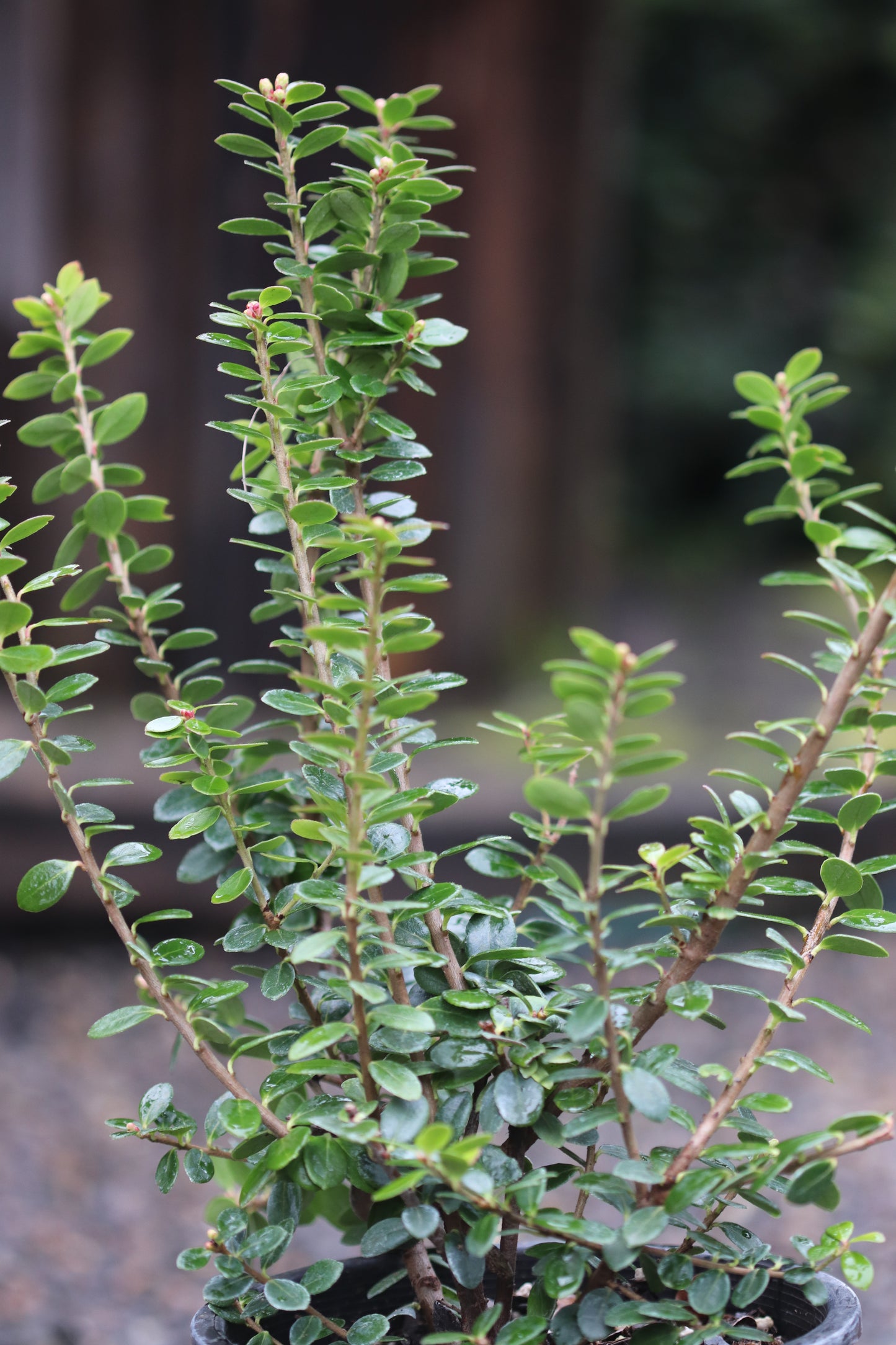 *RETAIL - Vaccinium erythrinum