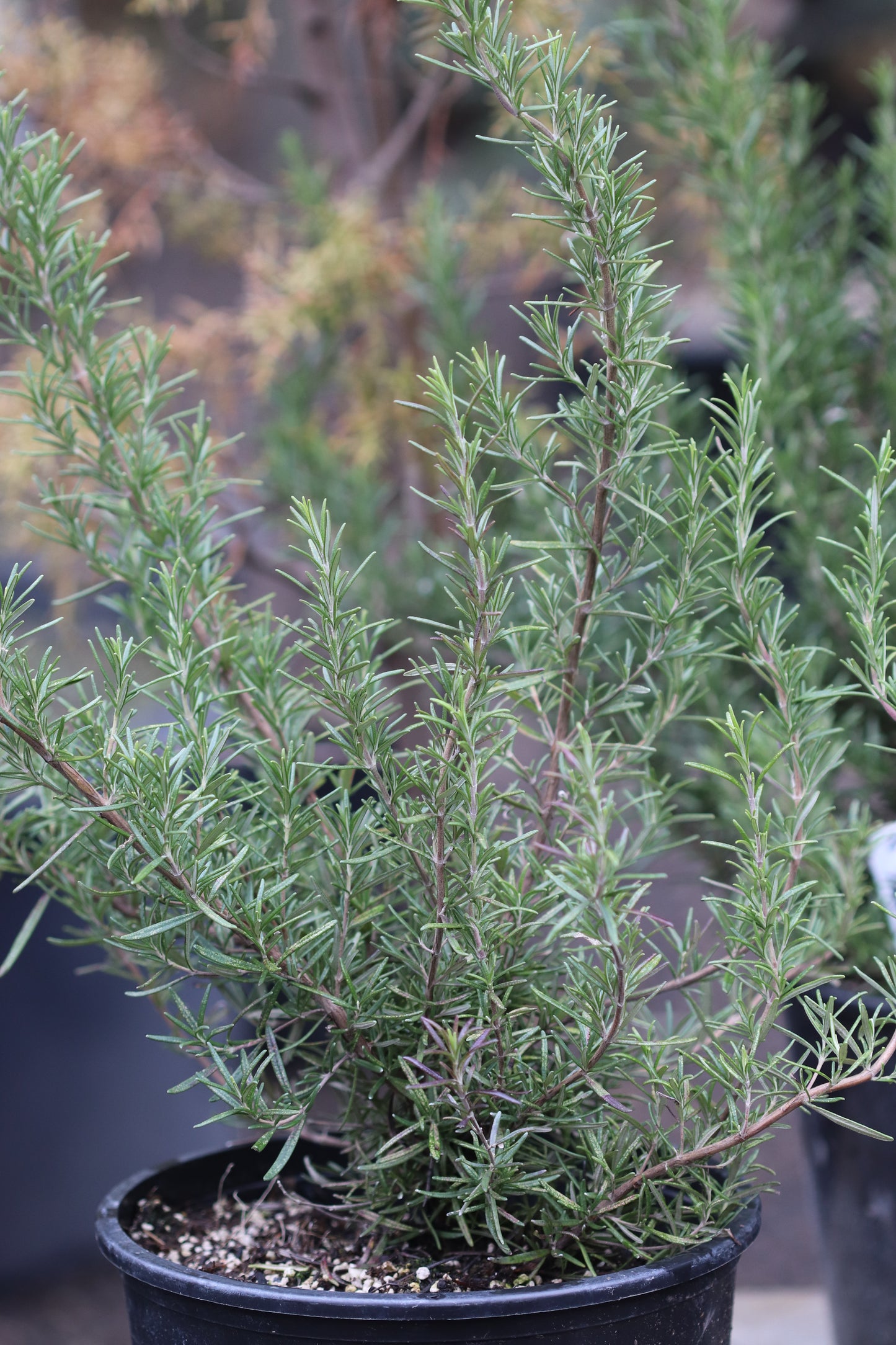 *RETAIL - Rosmarinus officinalis 'Herb Cottage'