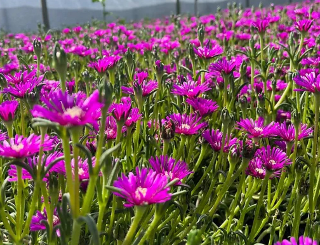 delosperma succulent *RETAIL