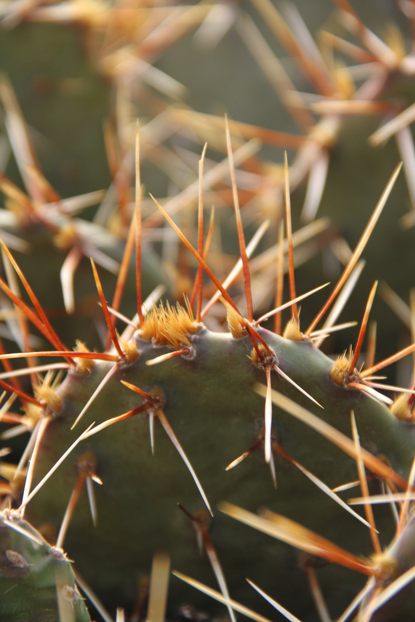 *RETAIL - Opuntia 'Paradox'