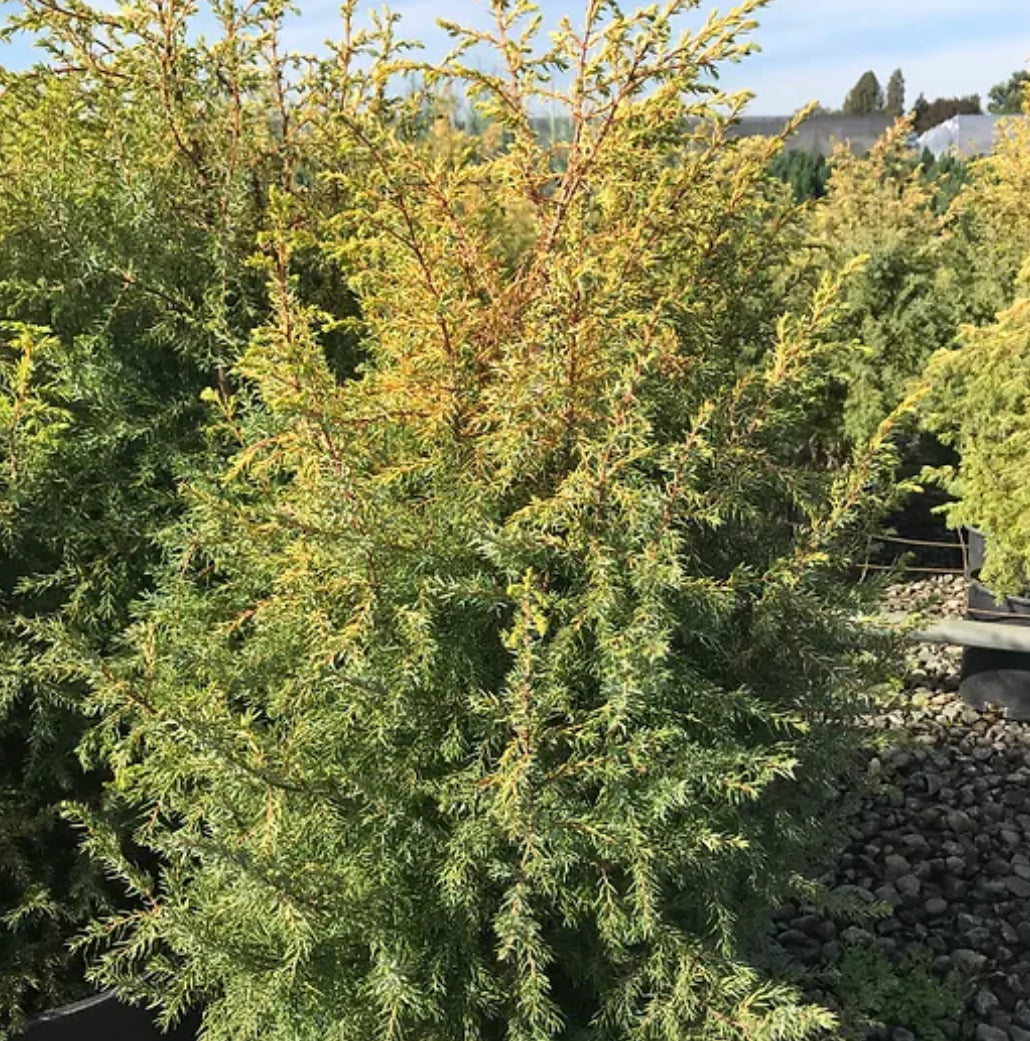 *RETAIL - Juniperus communis 'Gold Cone'