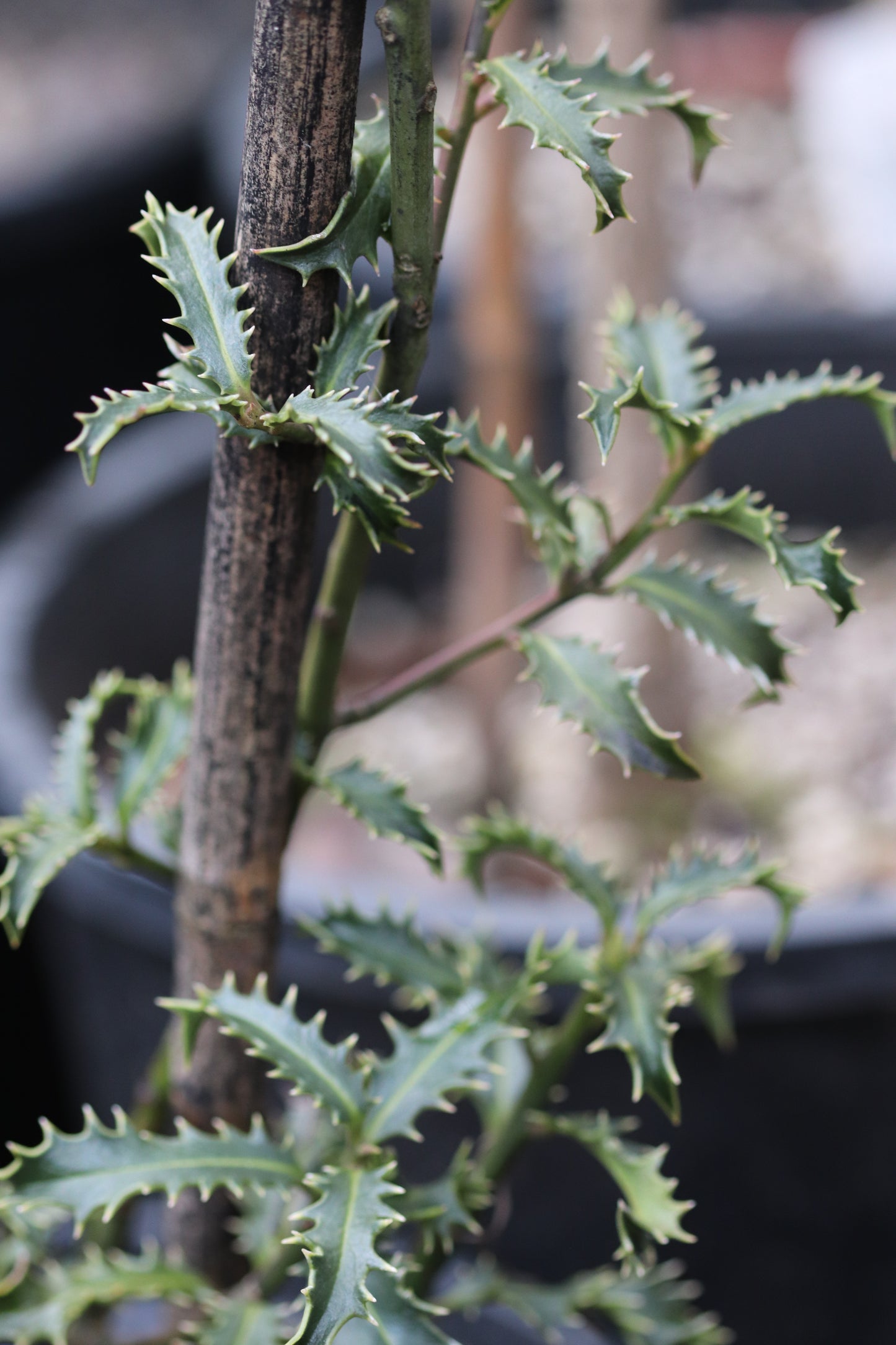 *RETAIL - Ilex aquifolium 'Crassifolia'